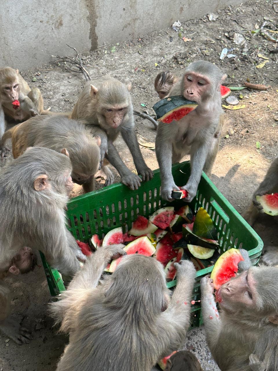 Monkey Seva