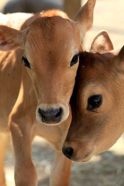 Cow Seva