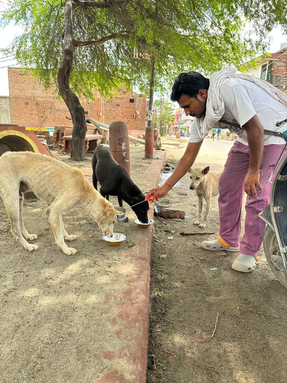 Stray dog seva