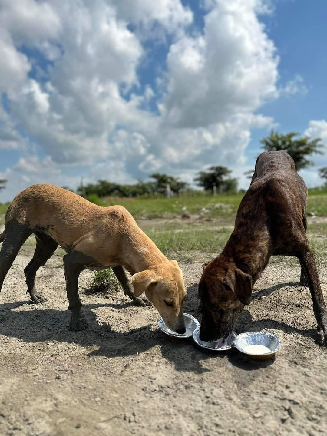 Stray dog seva
