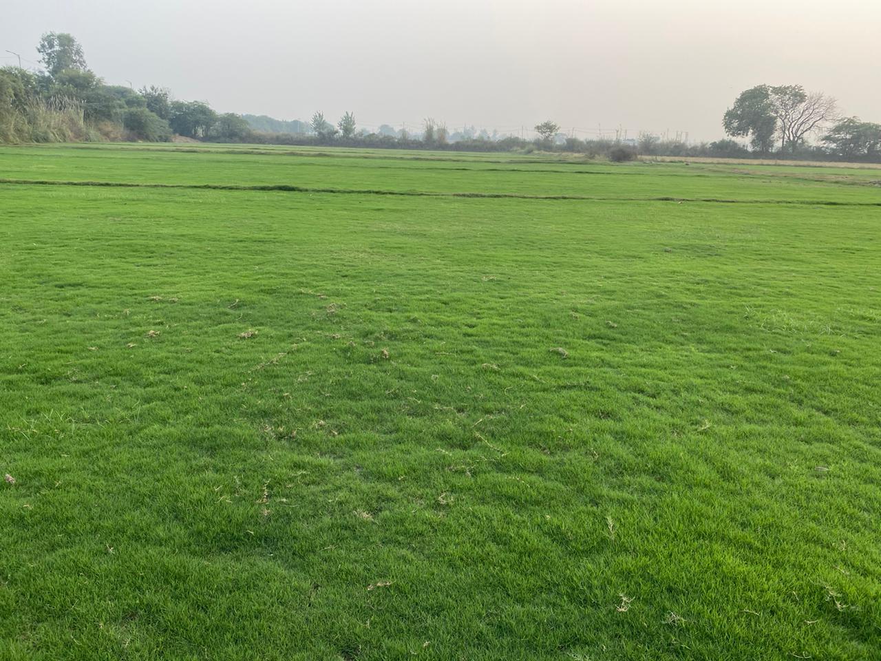 Natural Bermuda Grass Carpet Roll Price 