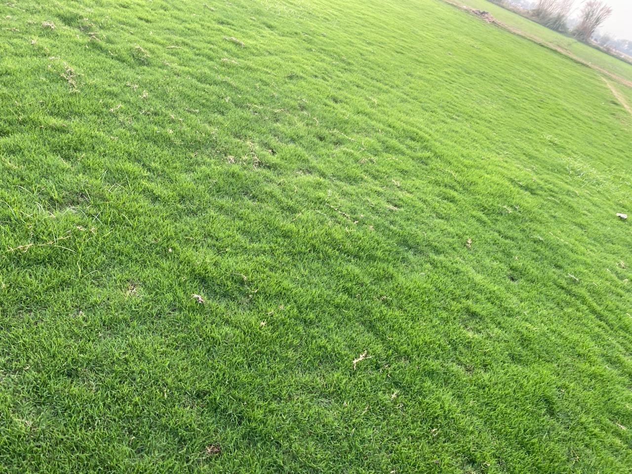 Natural Bermuda Grass Carpet Roll Price 