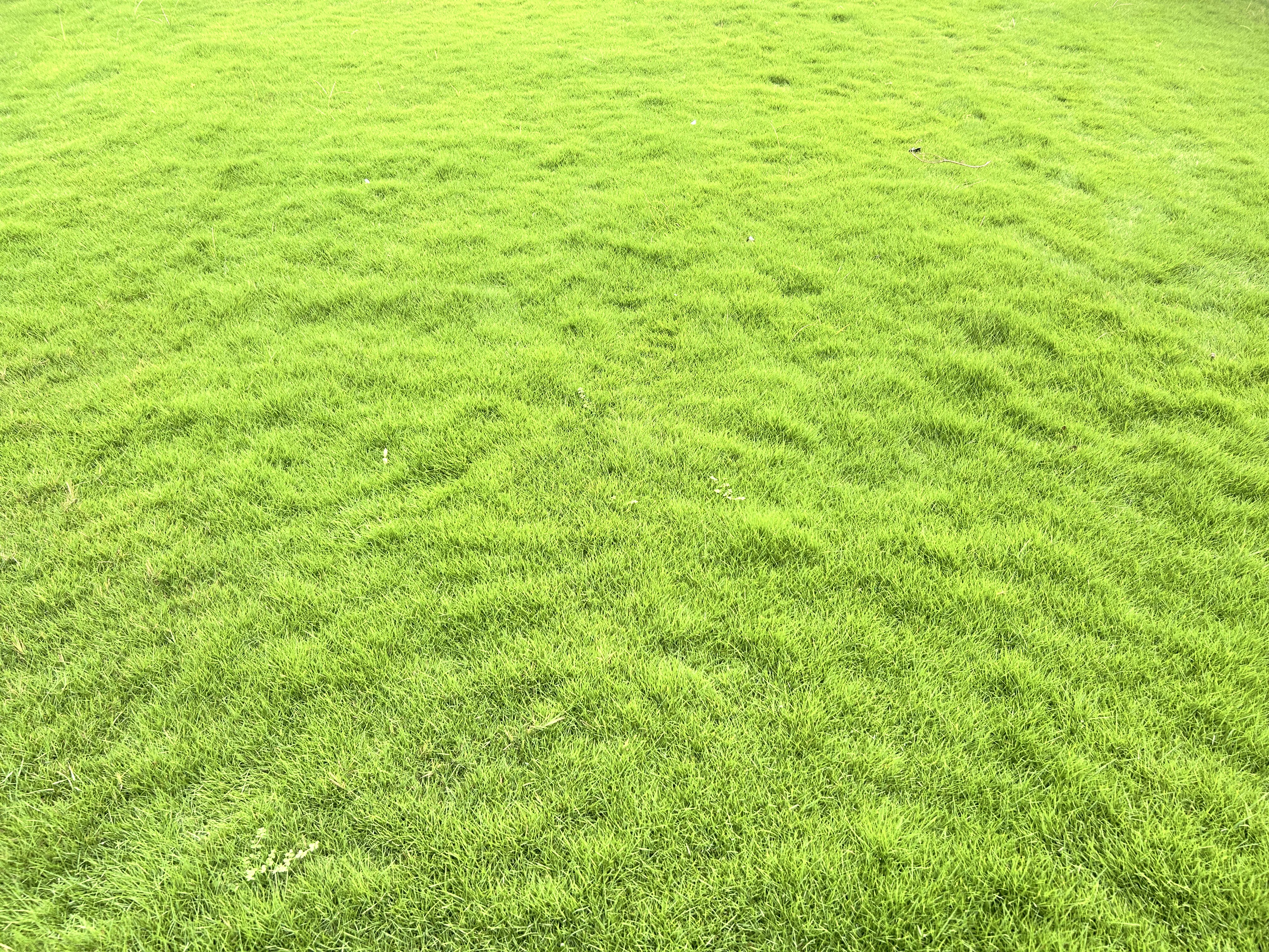 Natural Mexican Lawn Grass