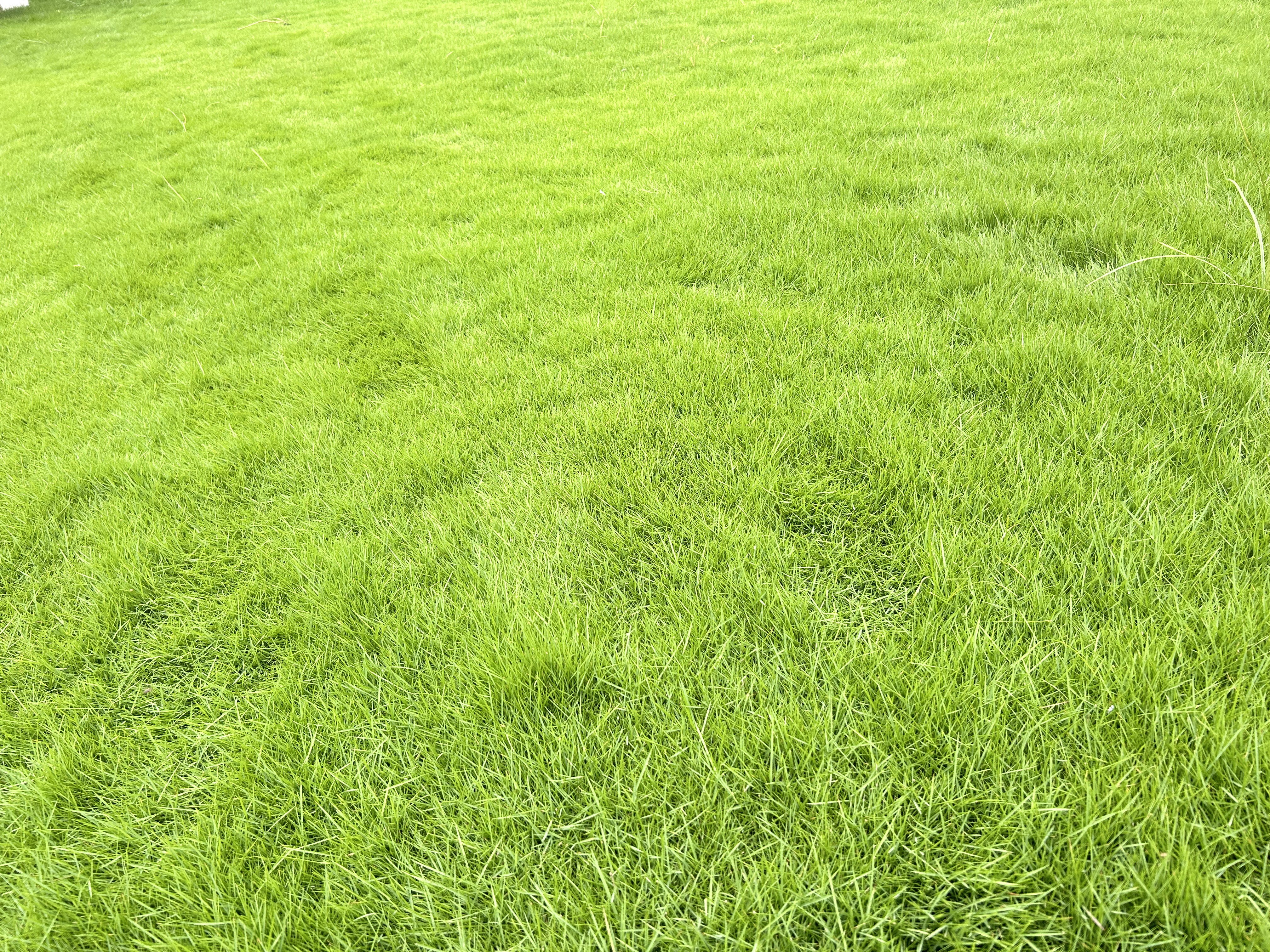 Natural Mexican Lawn Grass