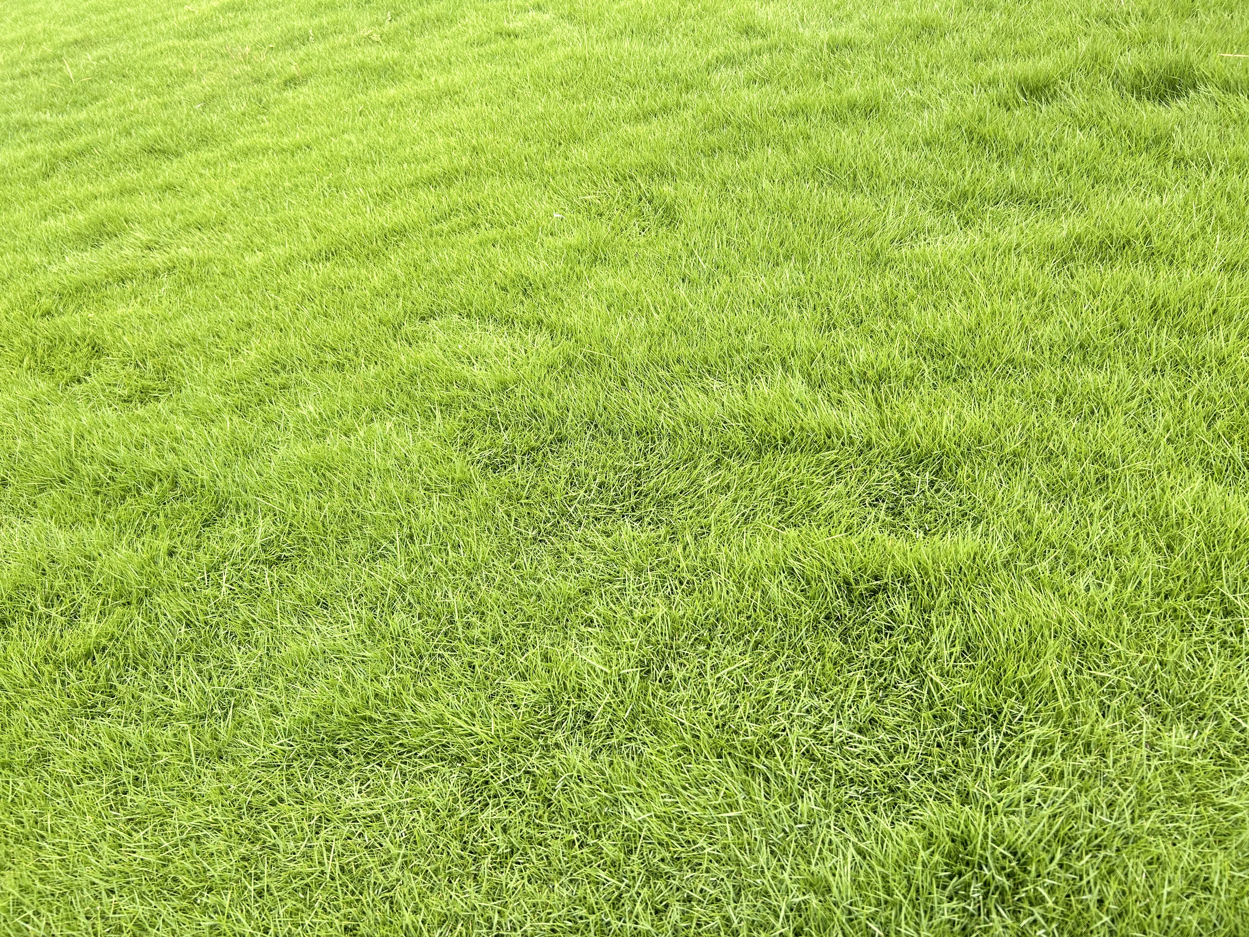 Natural Mexican Lawn Grass