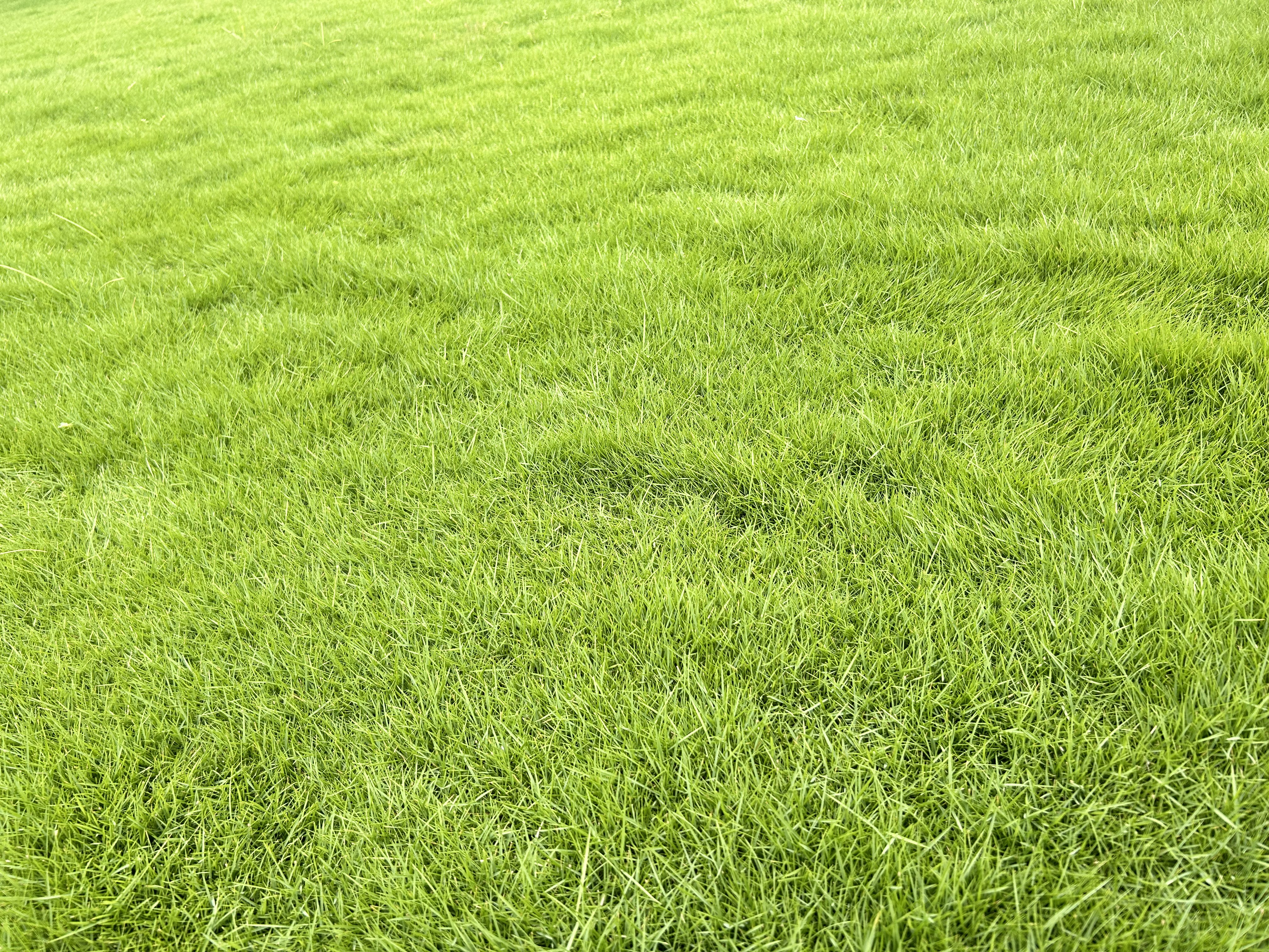 Natural Mexican Lawn Grass
