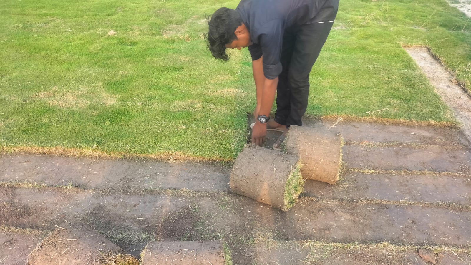 Nilgiri grass