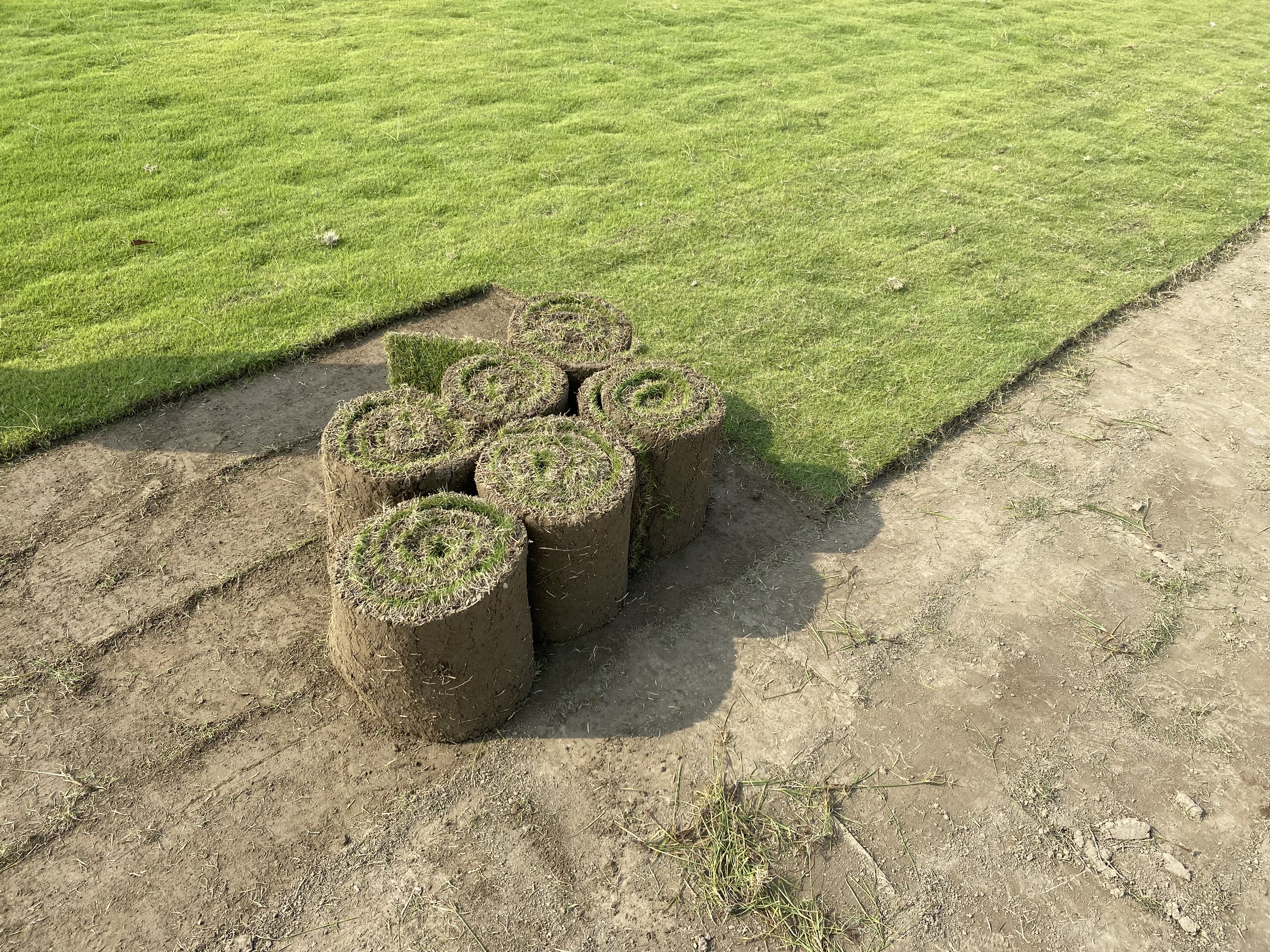 Nilgiri grass