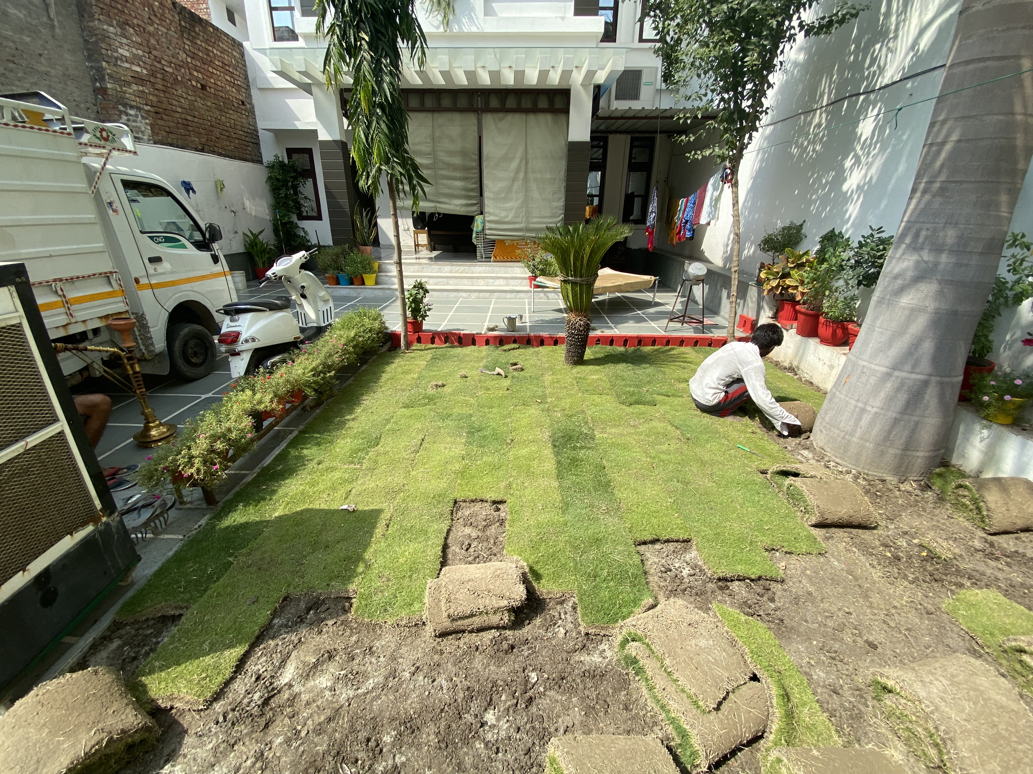 Nilgiri grass