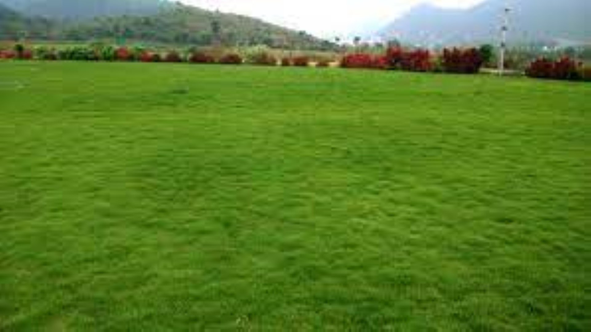 Korean grass