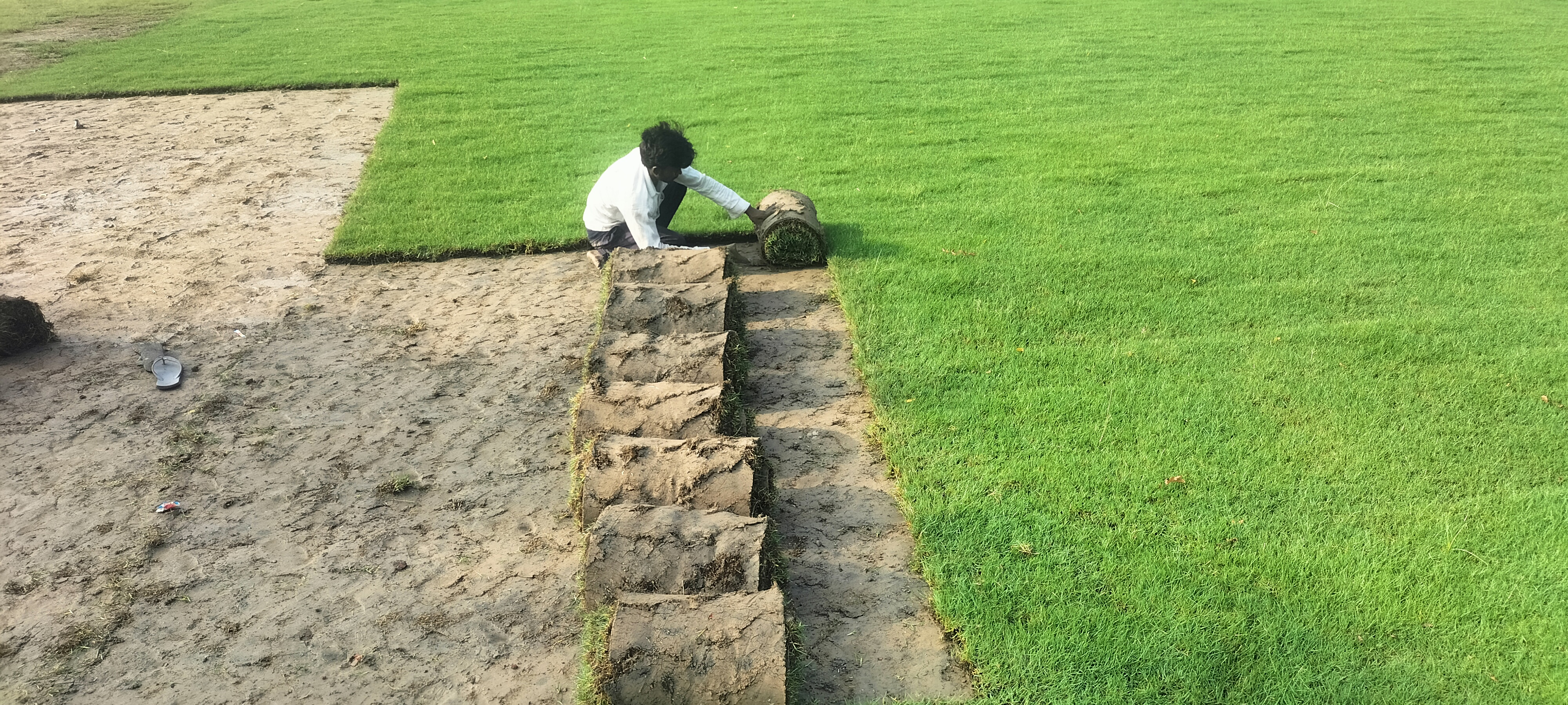 Korean grass