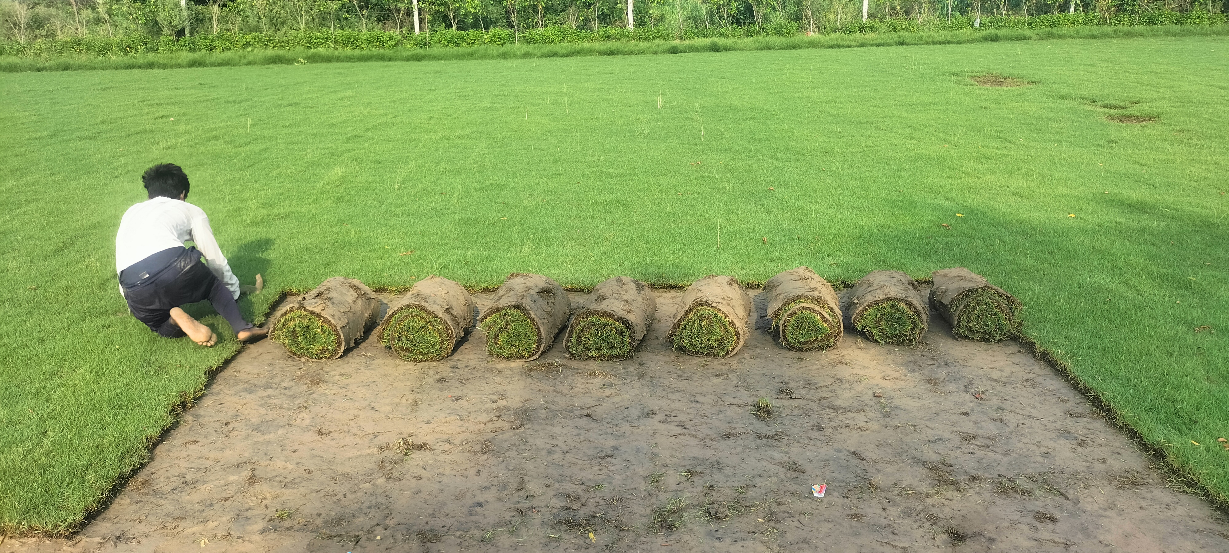 Korean grass