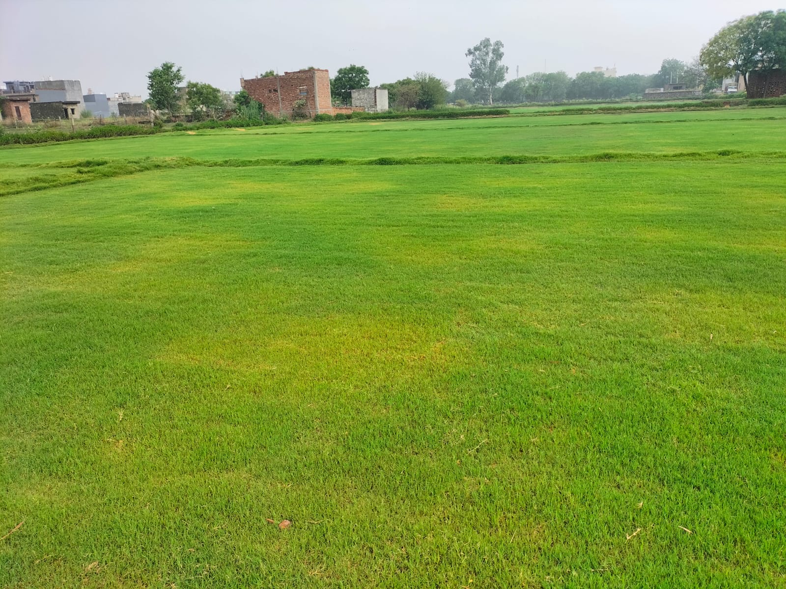 Natural Selection No 1 Lawn Grass