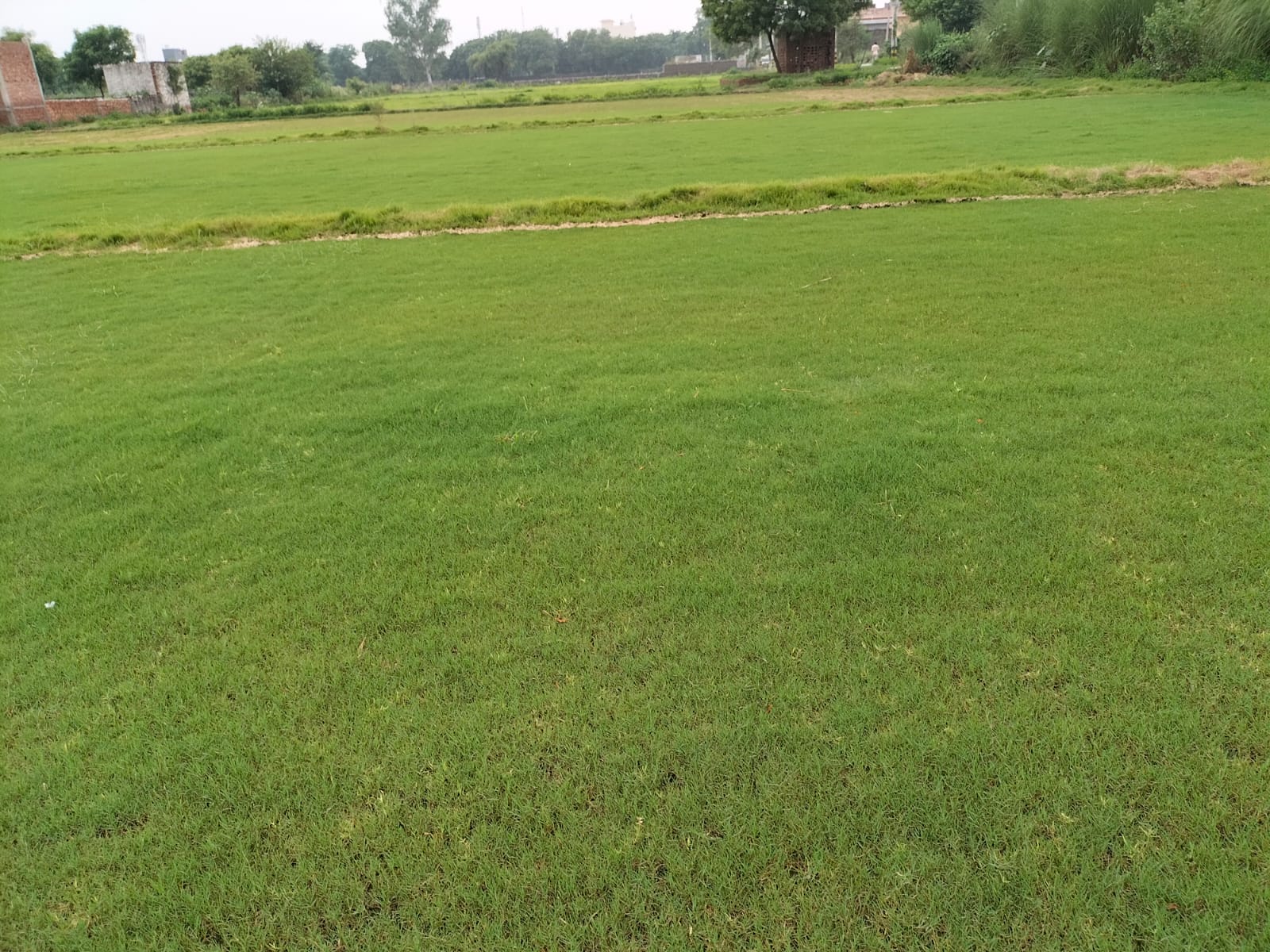 Natural Selection No 1 Lawn Grass