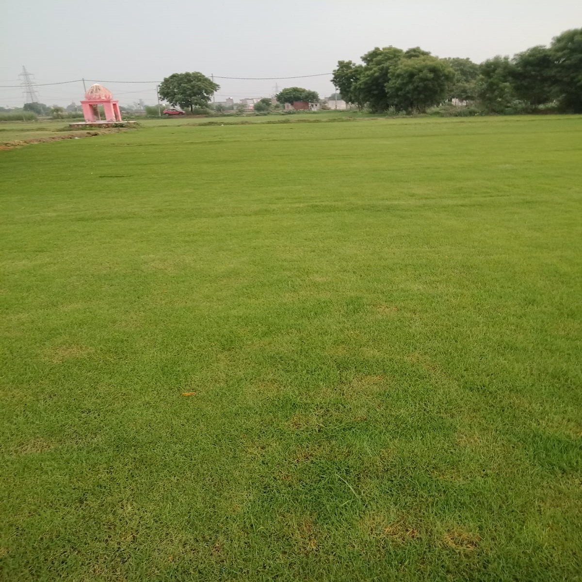 Natural Selection No 1 Lawn Grass