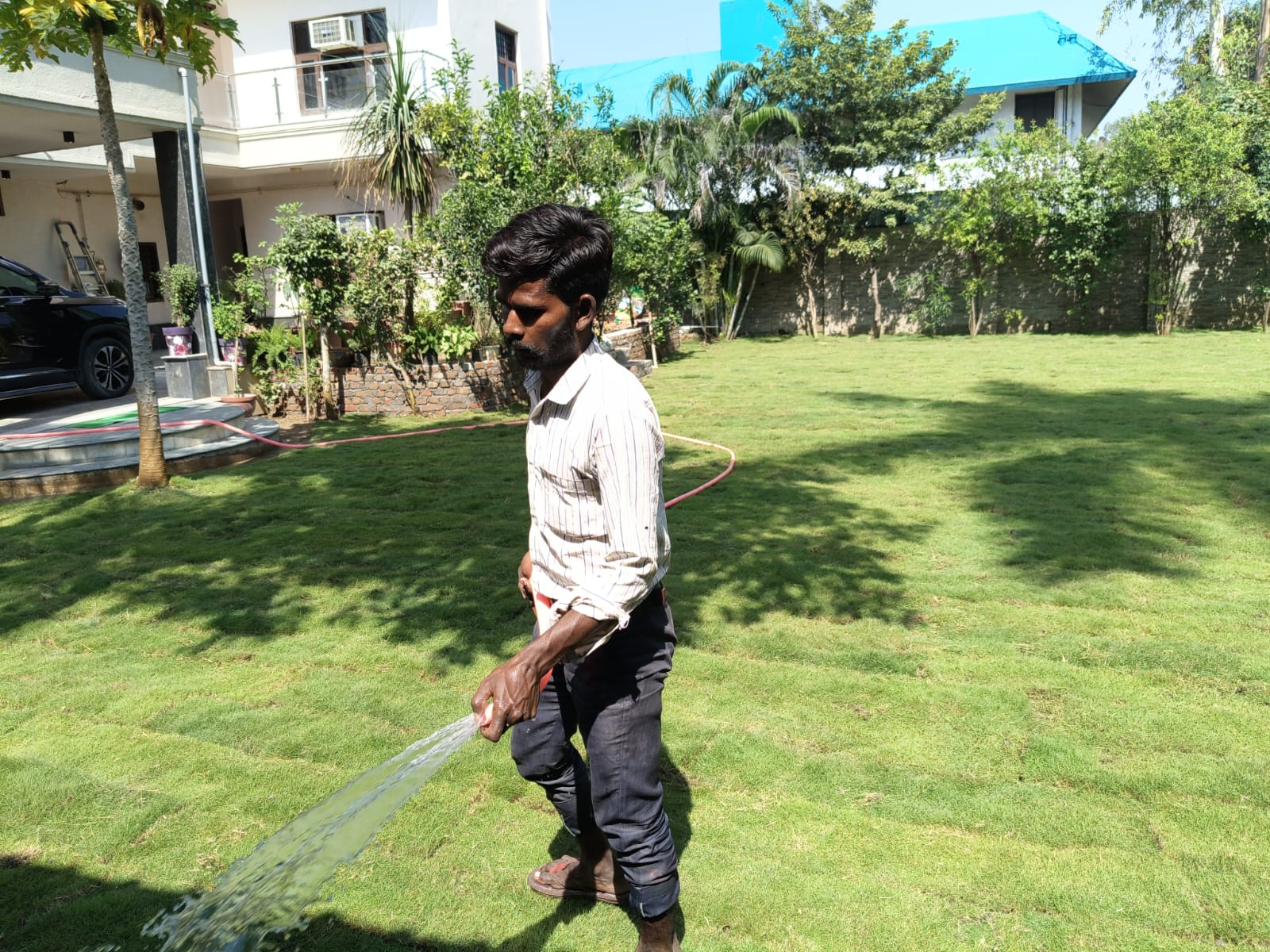 Natural Lawn Grass Supplier in Delhi