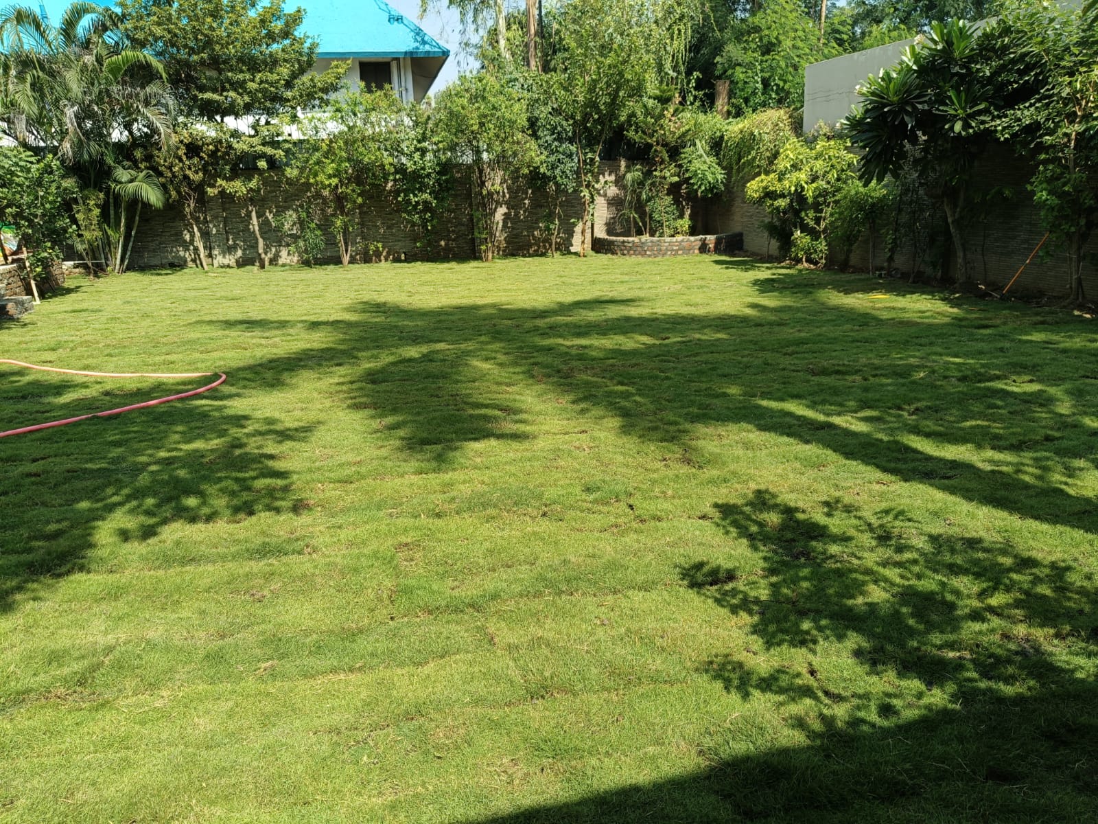 Natural Lawn Grass Supplier in Delhi
