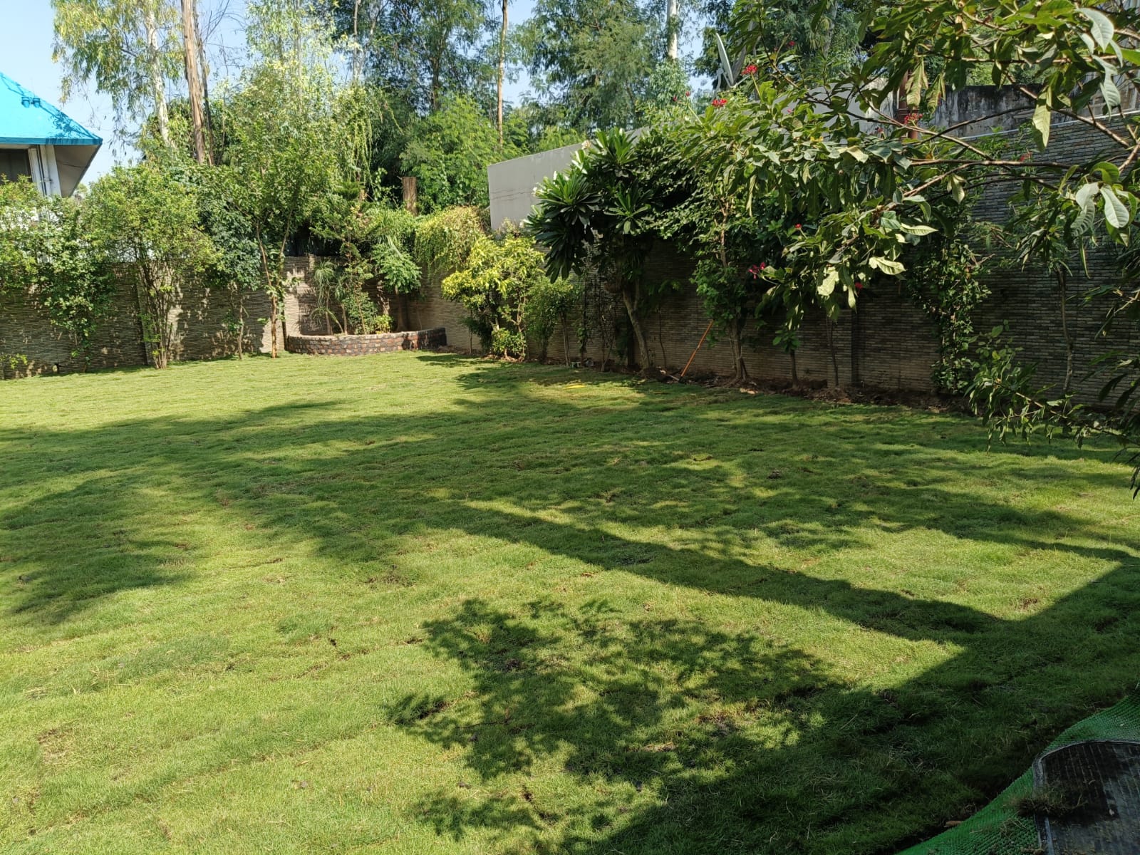 Natural Lawn Grass Supplier in Delhi