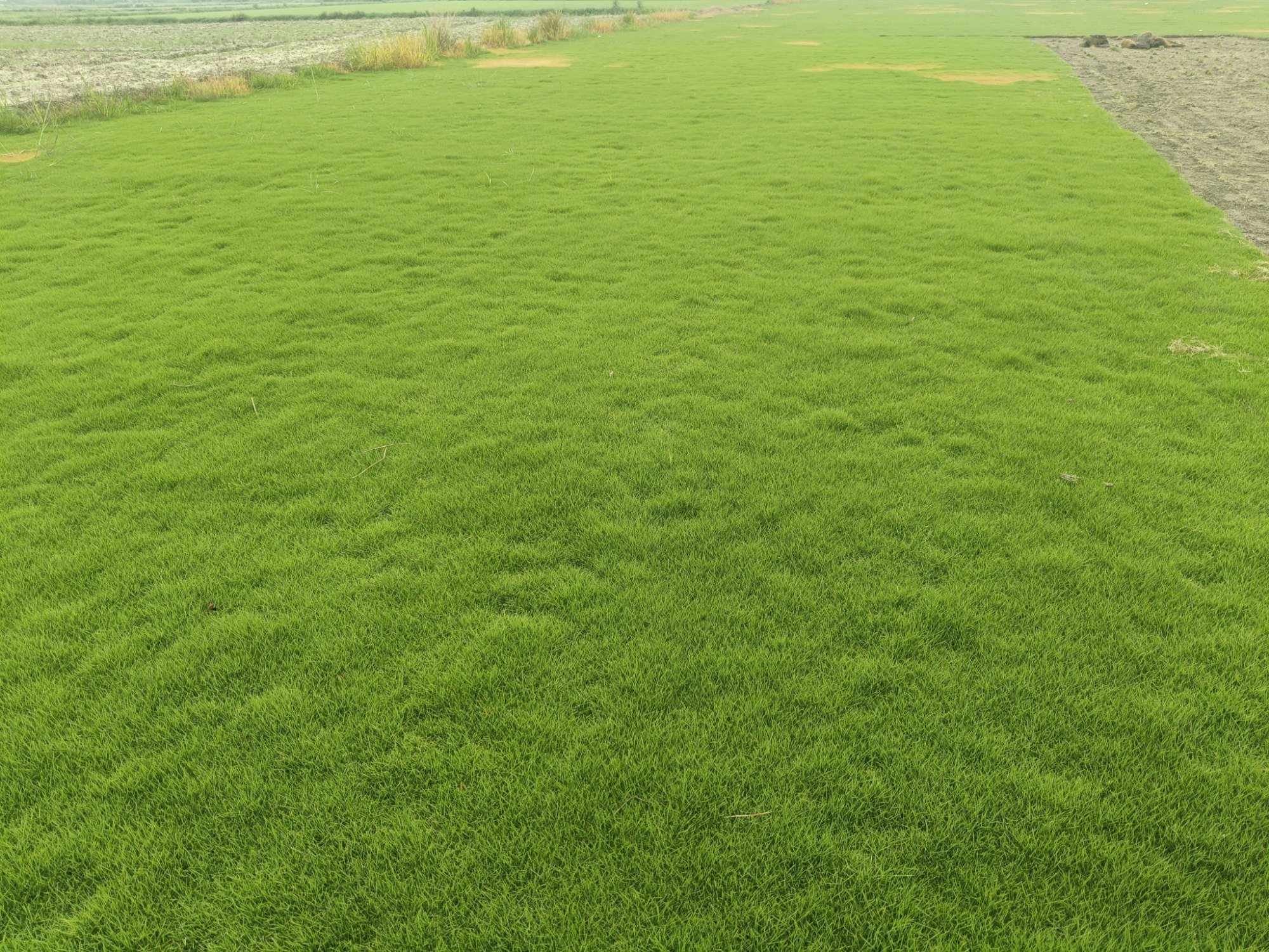 Golf Course Turf | Natural Lawn Grass for Home & Garden