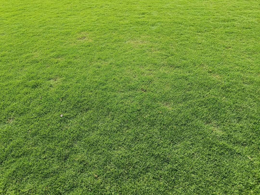 Natural Lawn Grass in Jaipur Rajasthan