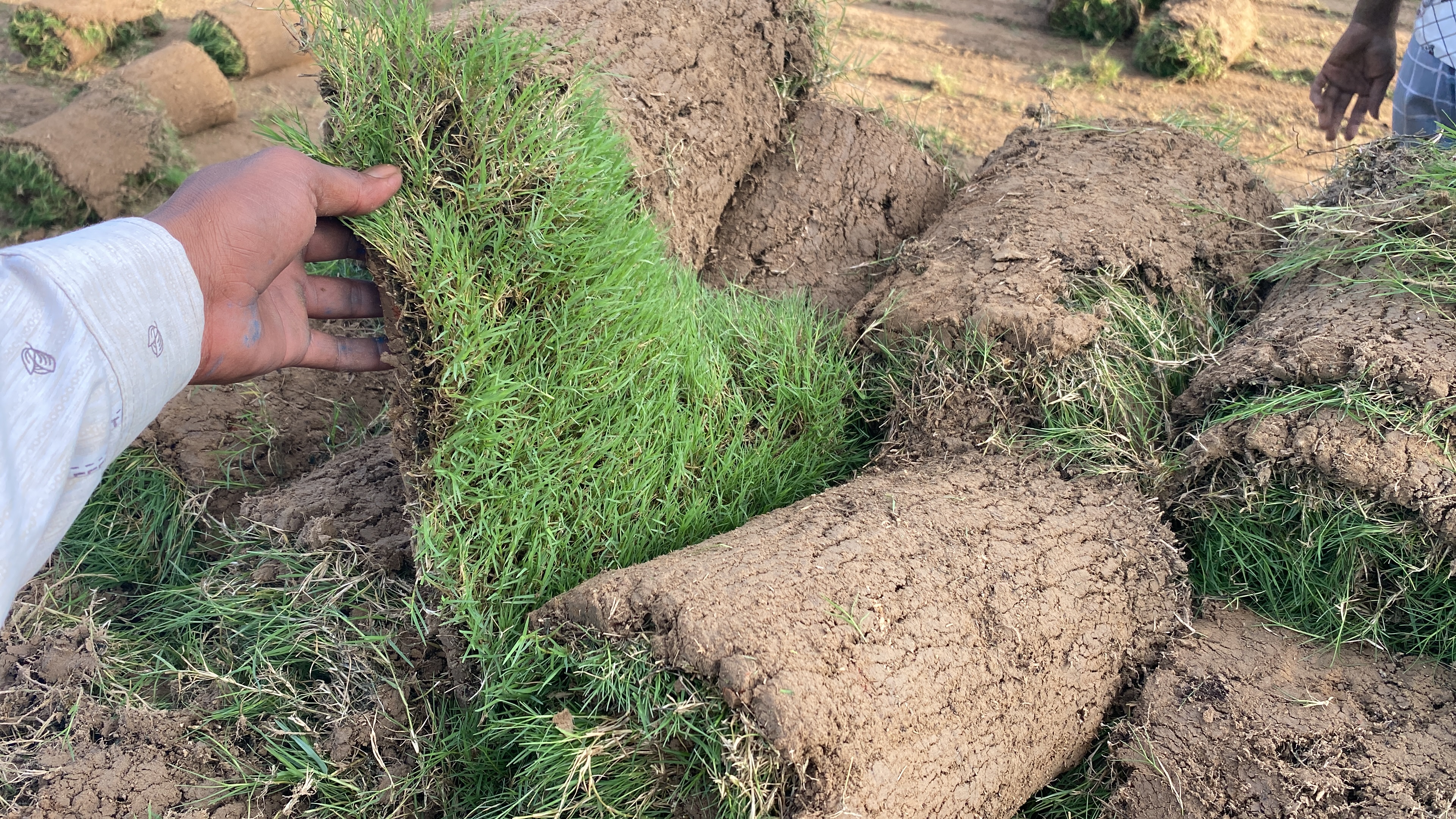 natural lawn grass Gurgaon 