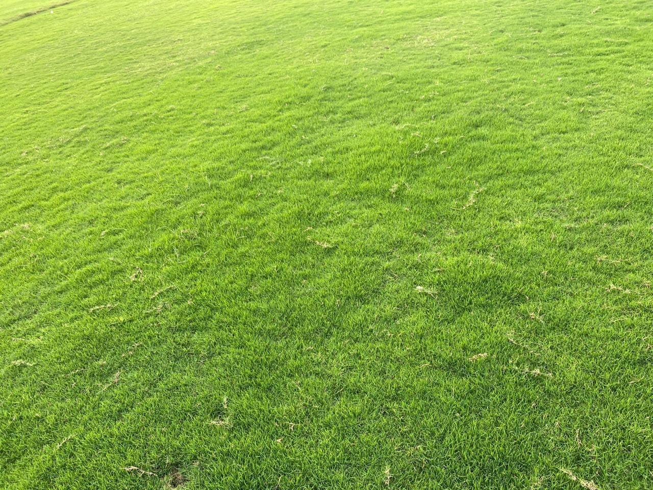 Natural Lawn Grass in Golf Links