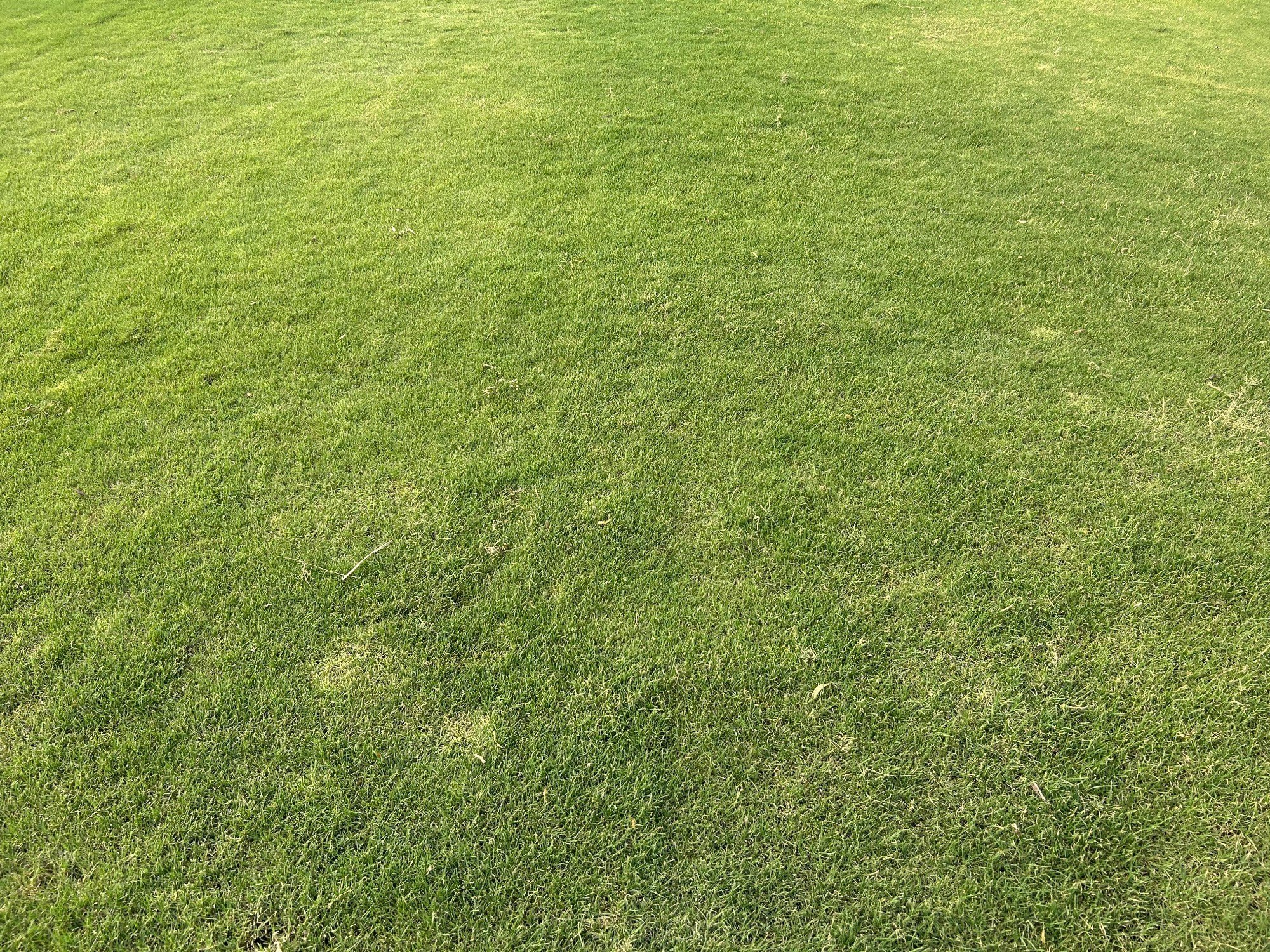 Natural Lawn Grass in Mundka Delhi