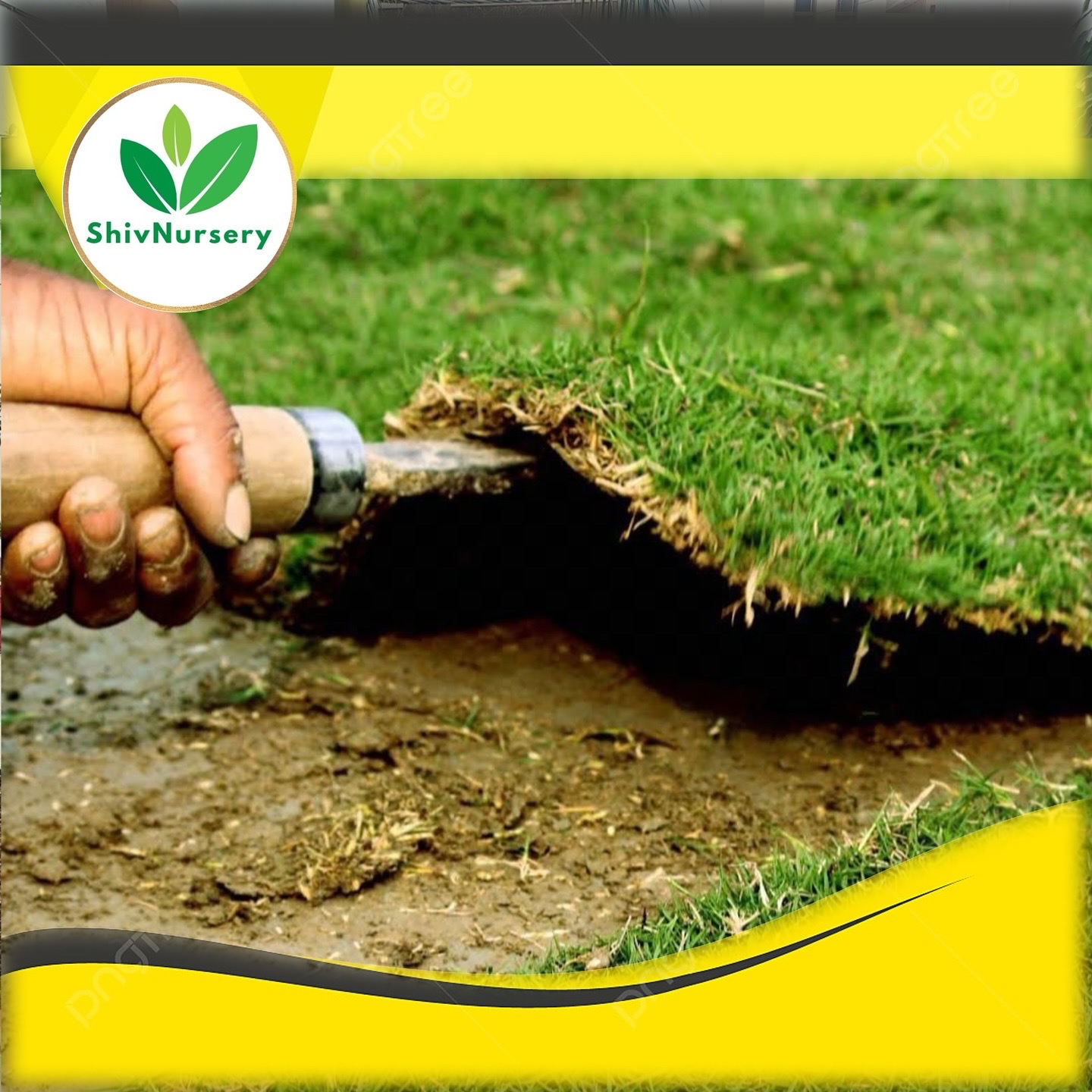 Natural Grass Noida