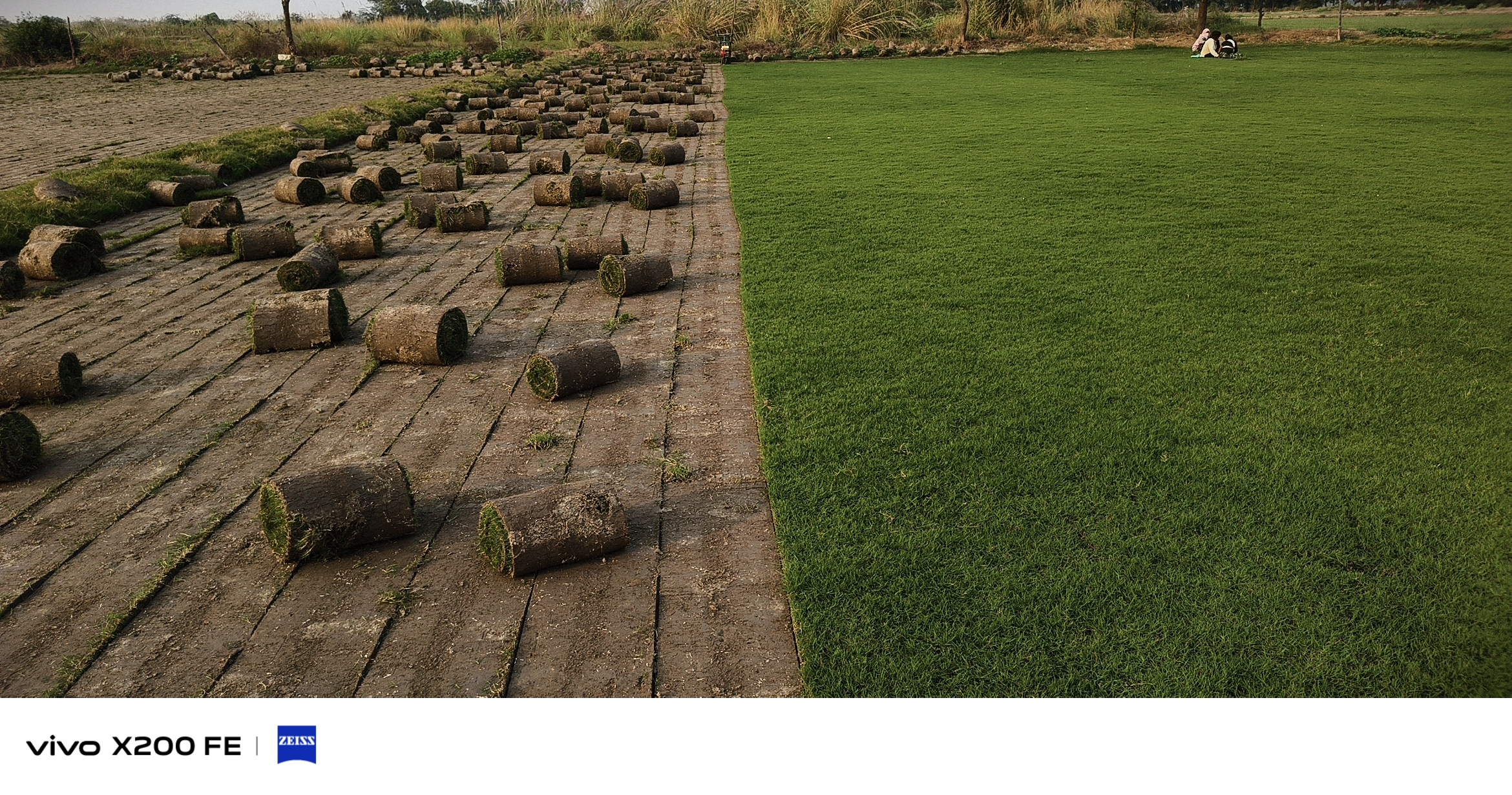 natural lawn grass Karnal