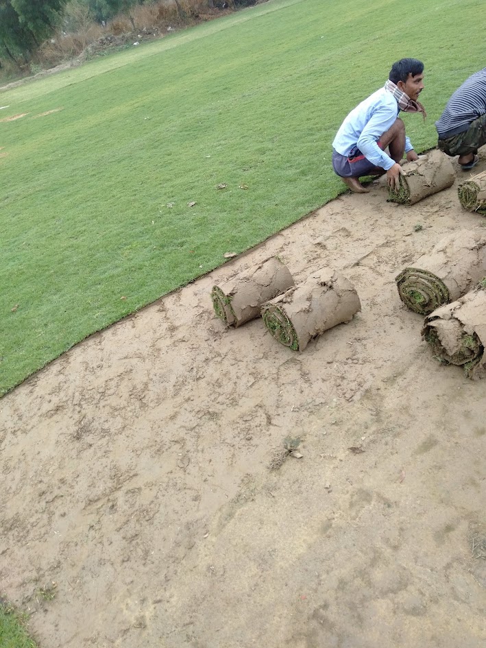 Natural Lawn Grass in Burari, Delhi | Wholesale Natural Lawn Grass | Lawn Grass Carpet | Natural Lawn Grass | Natural Lawn Grass Supplier | Natural Grass in Bulk | Natural Lawn Grass Wholesale Price
