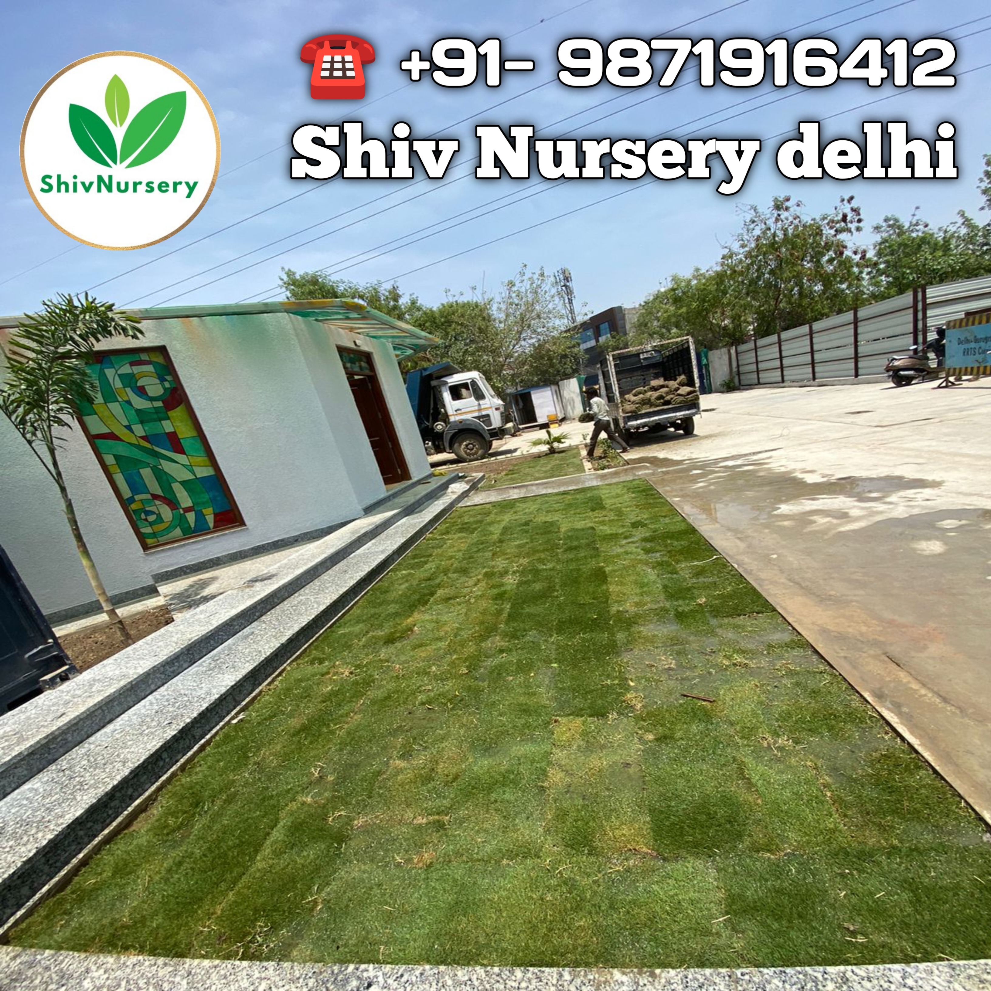 Shade-tolerant lawn grass Delhi NCR 