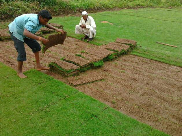 Natural Lawn Grass in Pathankot Cantonment