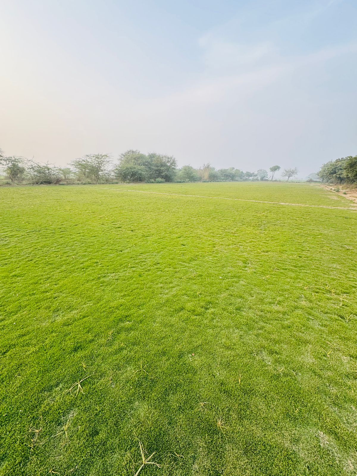 Natural Lawn Grass in Chhatarpur, Madhya Pradesh