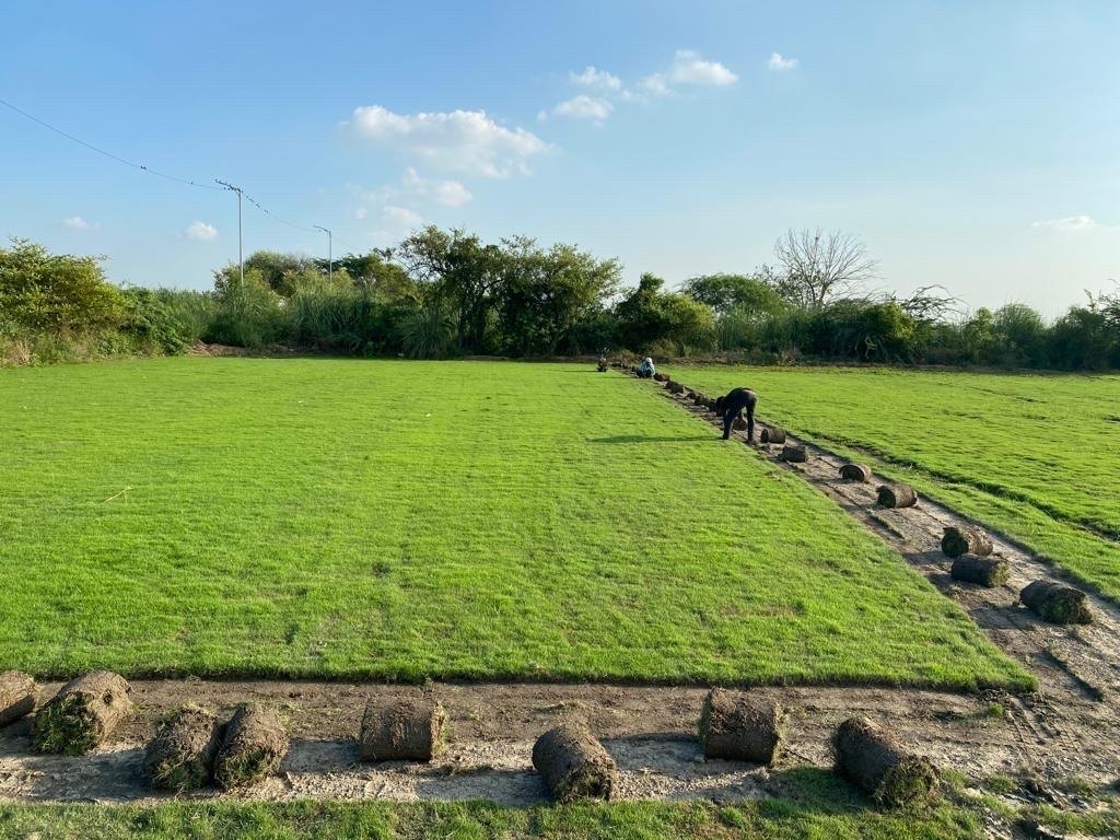 Natural Lawn Grass In Rohini