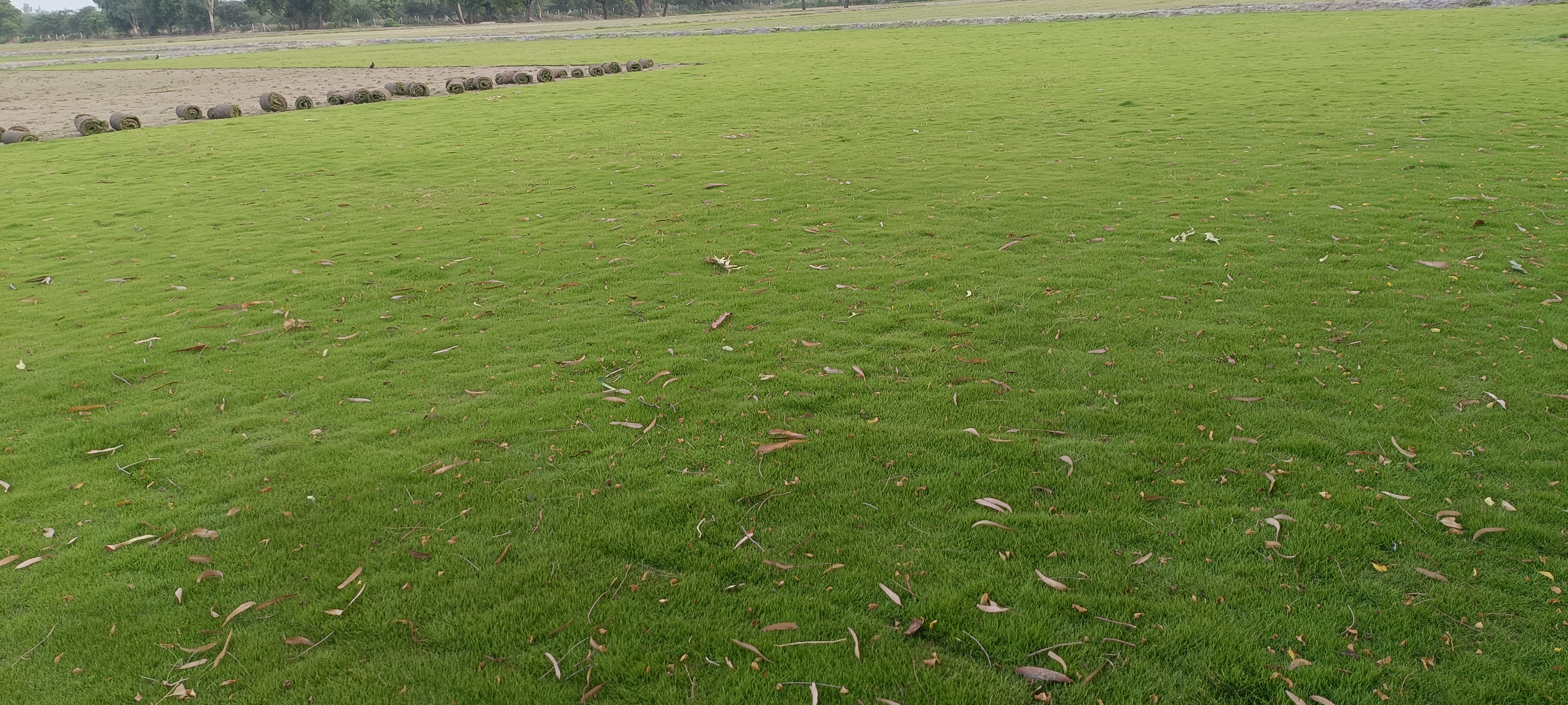 natural lawn grass Kota 