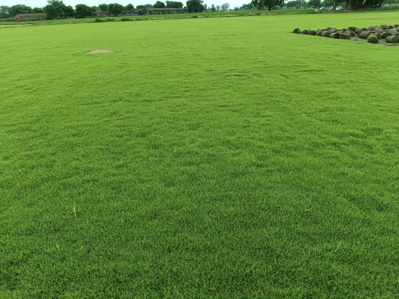 Natural Lawn Grass in Mayur Vihar Delhi