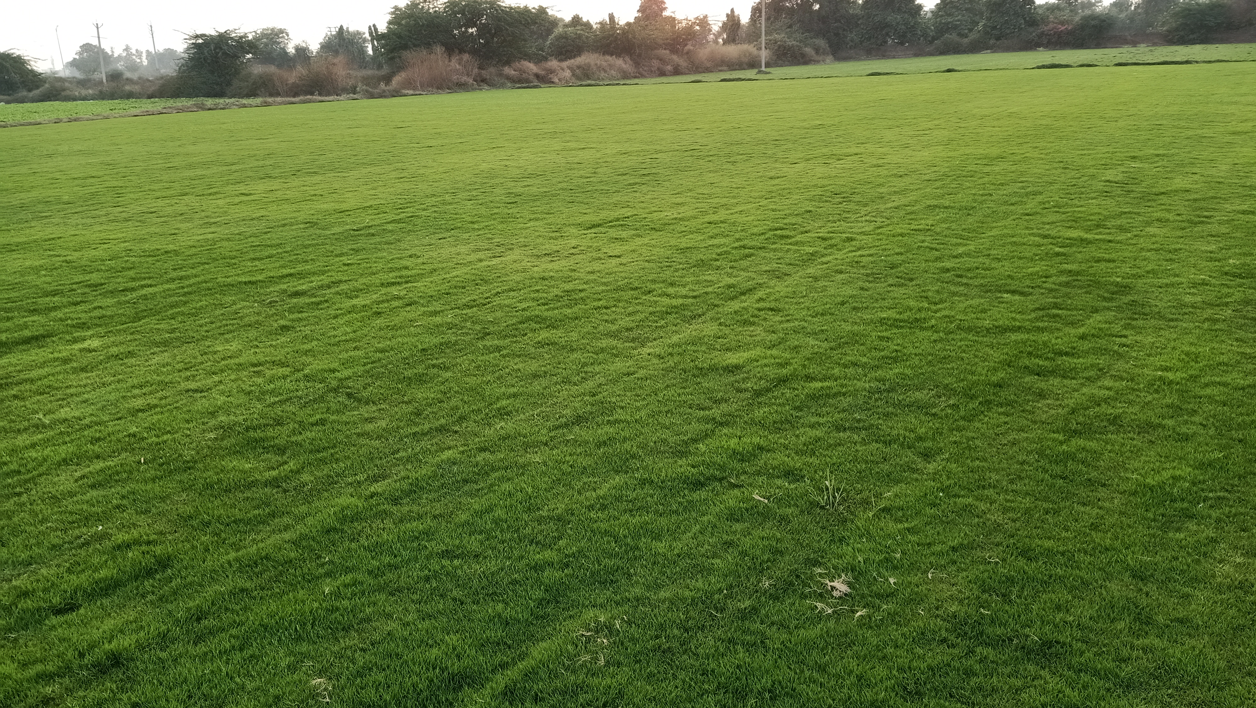 Natural Lawn Grass in Ambala Cantonment