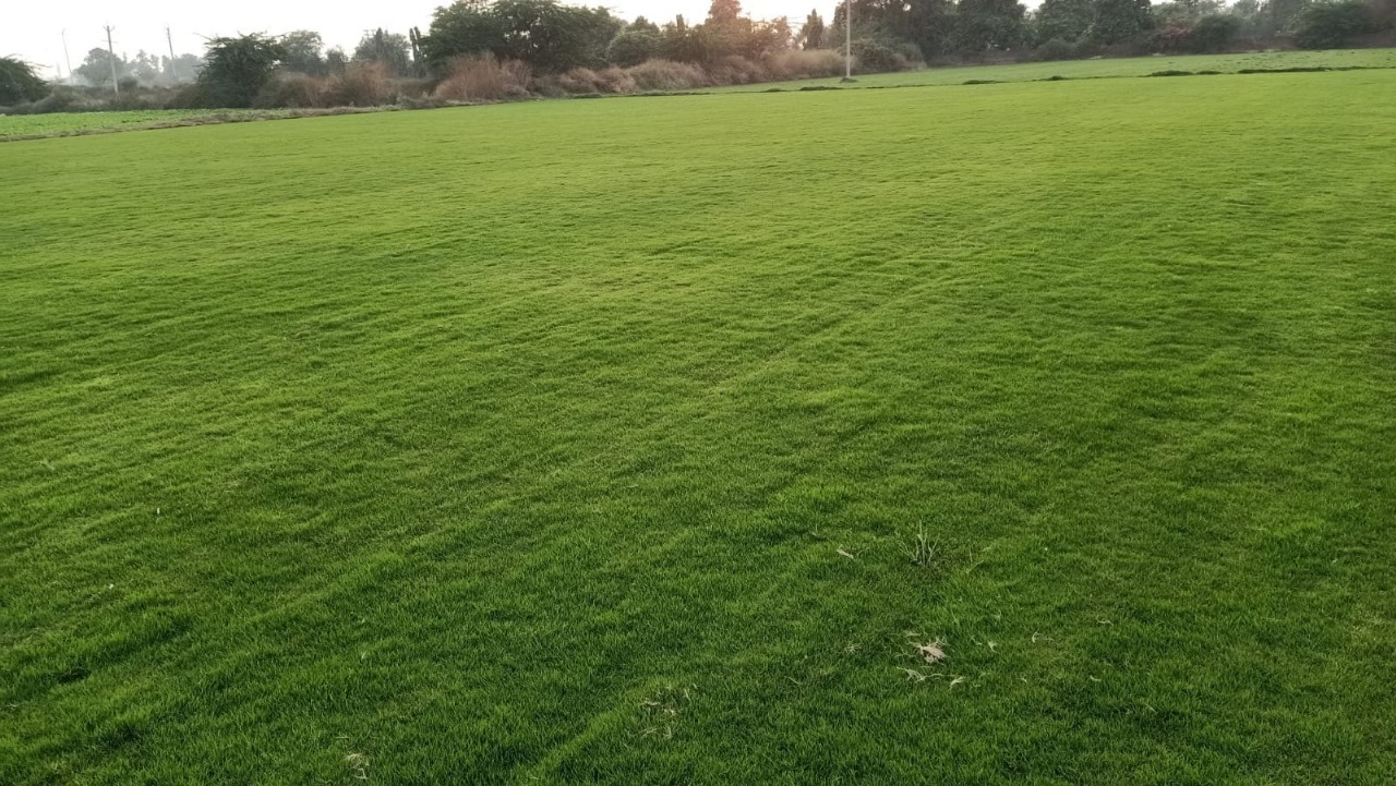  Buy Garden Grass Noida