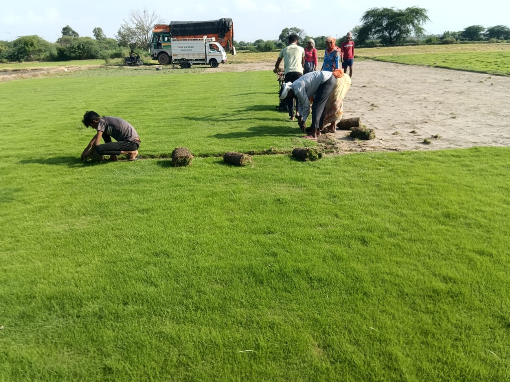 Natural Lawn Grass in Pitampura Delhi