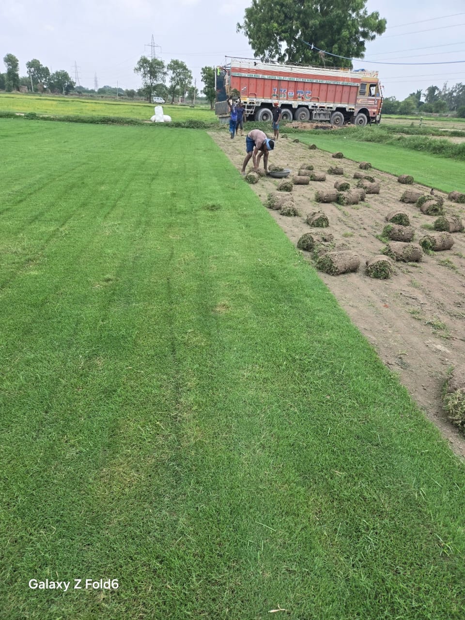 Natural Lawn Grass in Karawal Nagar Delhi