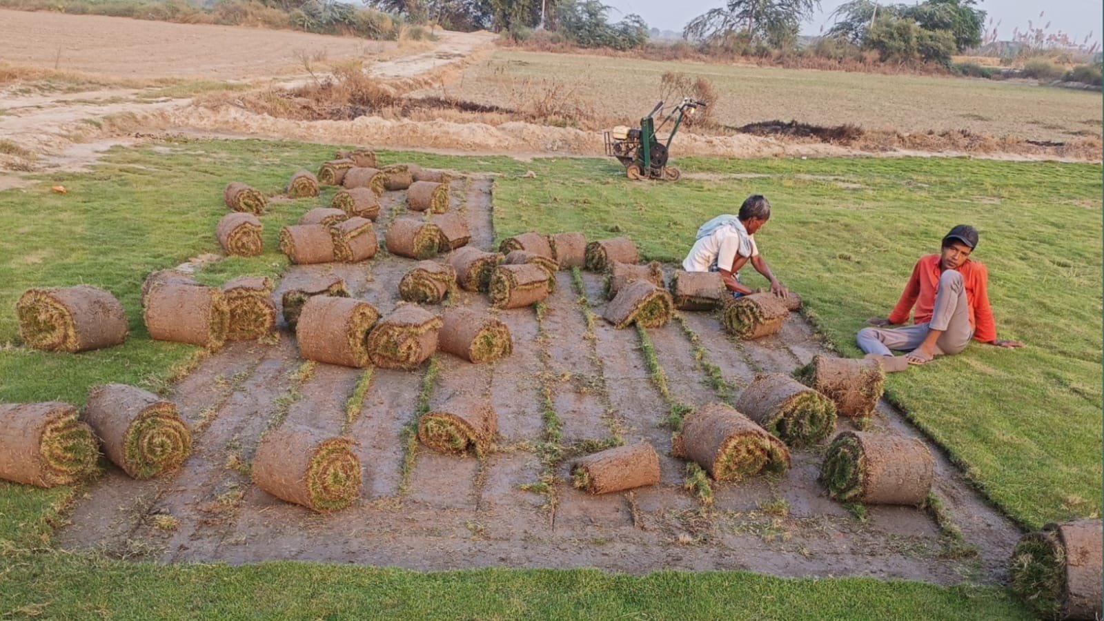 natural lawn grass Agra Wholesale Natural Lawn Grass Lawn Grass Carpet Natural Lawn Grass Natural Lawn Grass Supplier Natural Grass in Bulk Natural Lawn Grass Wholesale Price