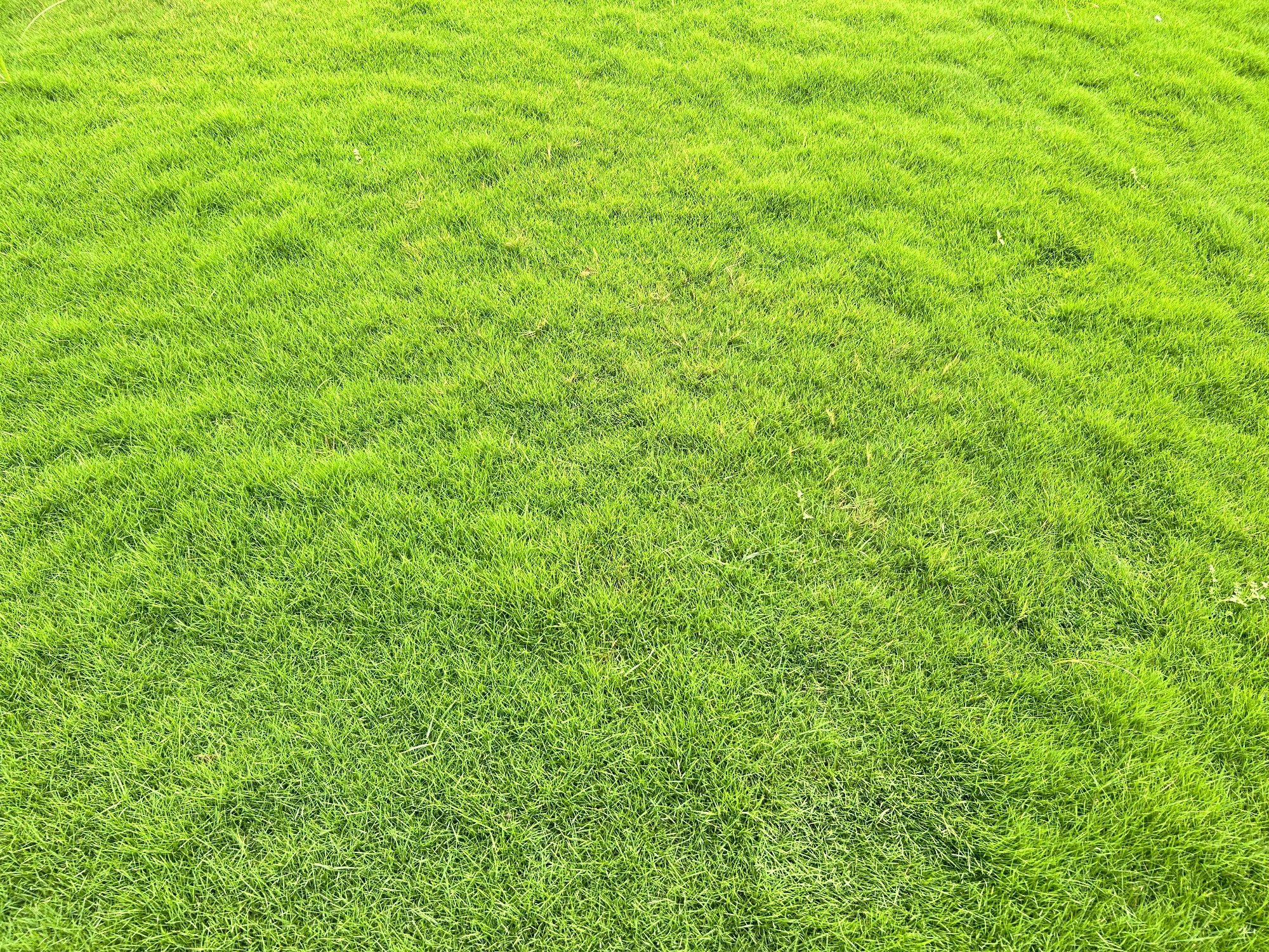 Mini Roll Lawn Grass Natural Lawn Grass for Home & Garden