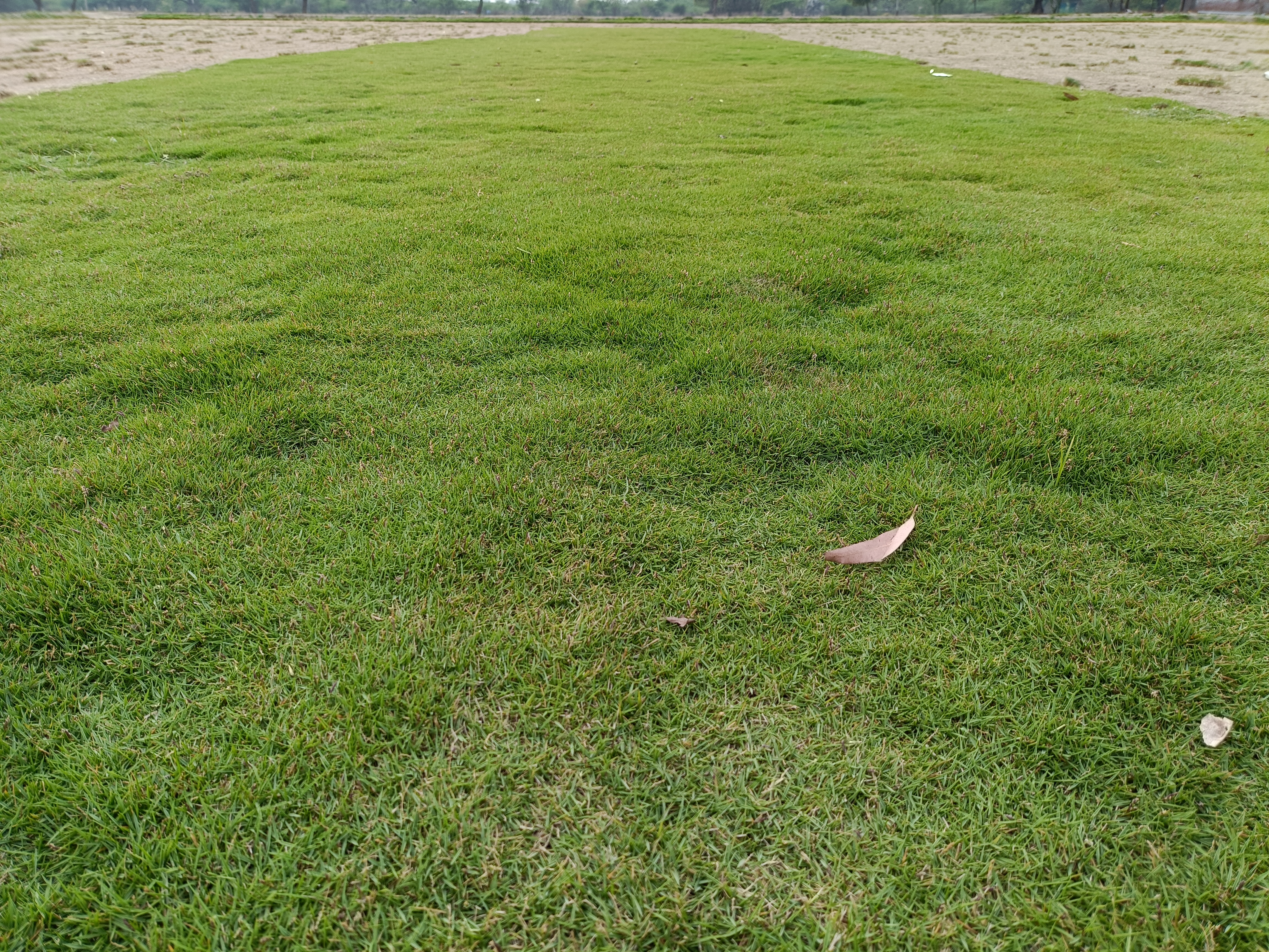 Home Lawn Grass Natural Lawn Grass for Home & Garden