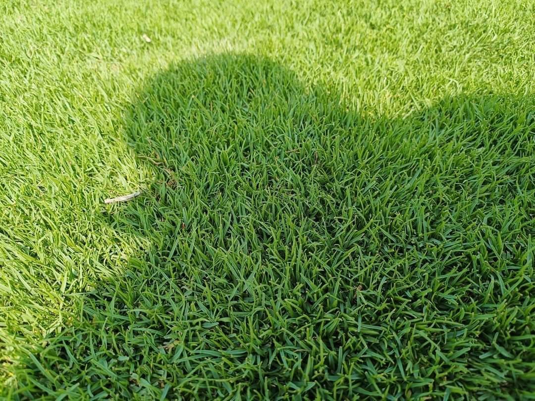 Natural Lawn Grass in Agra