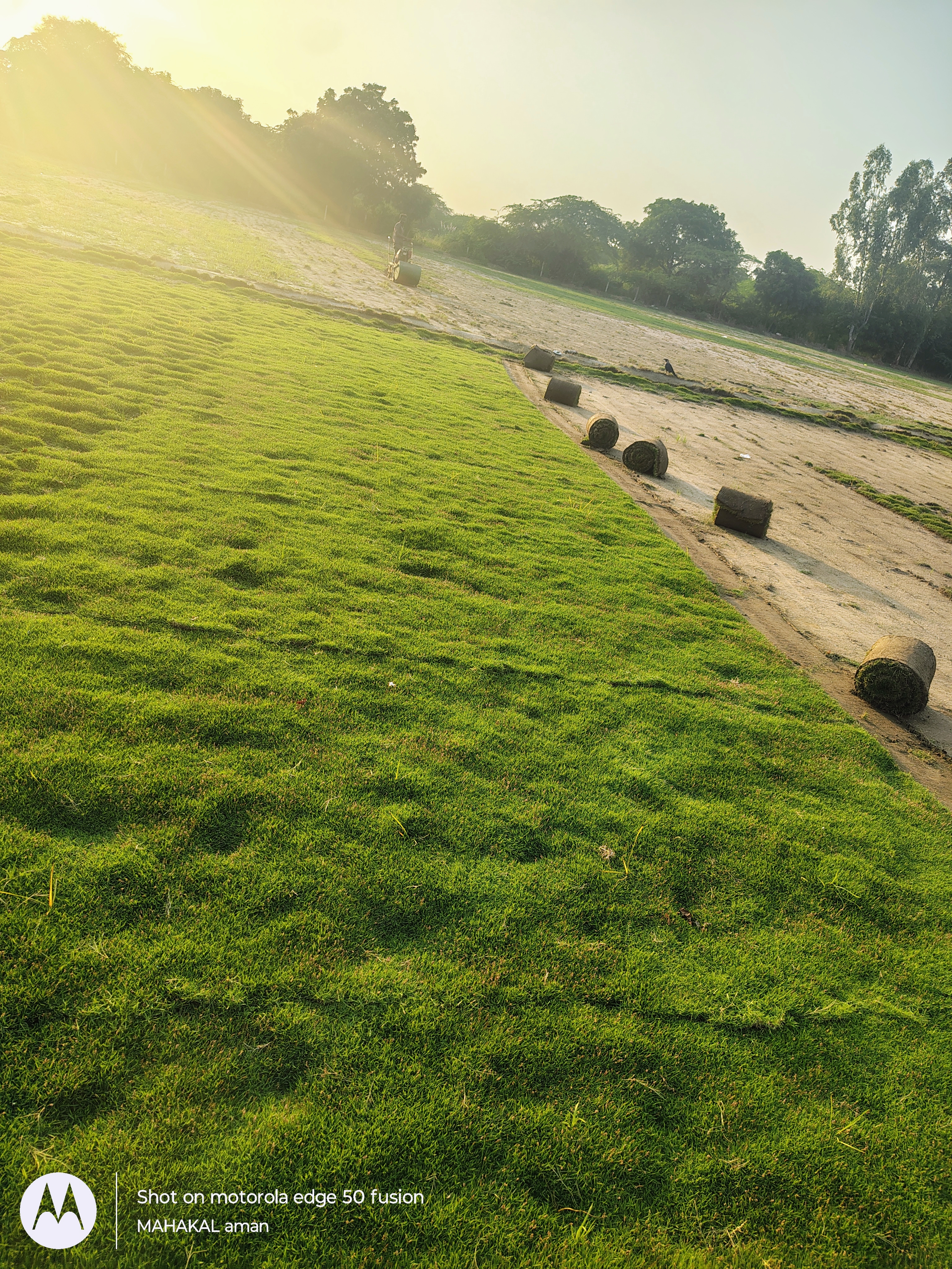 Ready-to-Use Turf Grass Natural Lawn Grass for Home Garden