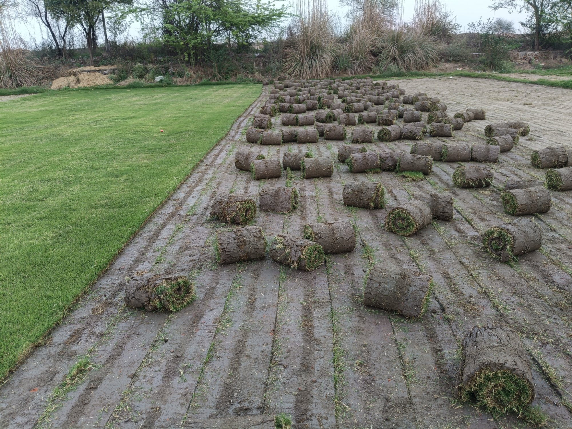 Natural Lawn Grass in Agra