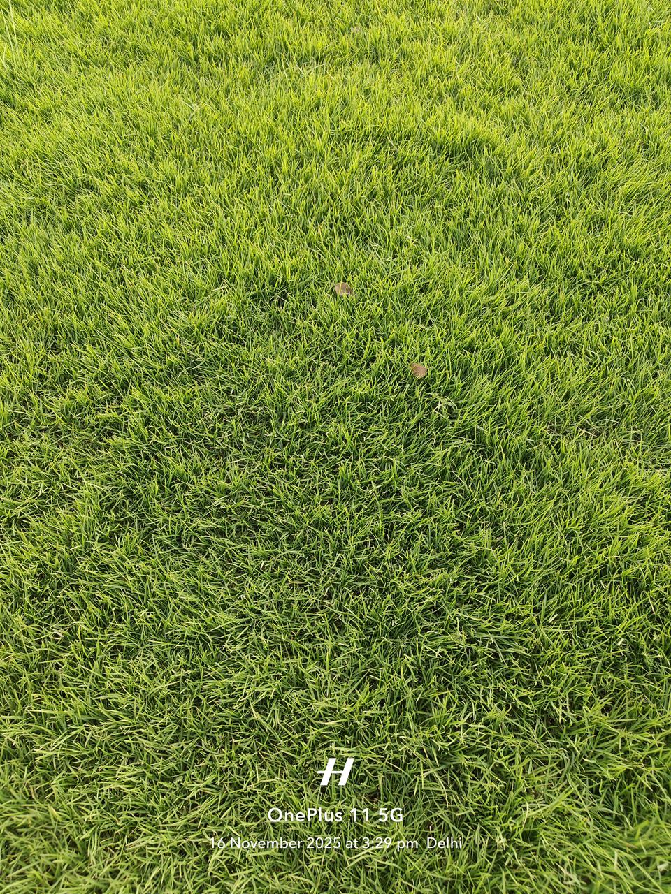 natural lawn grass Bhiwani