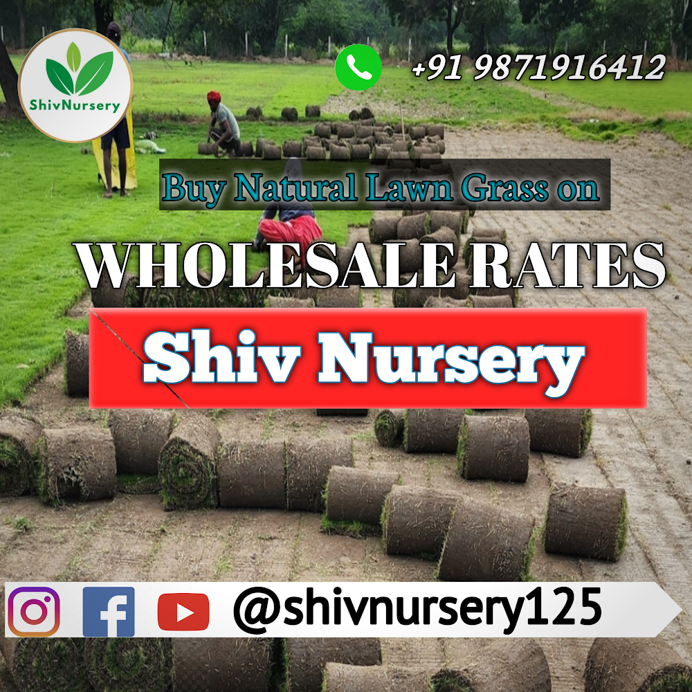 Natural Lawn Grass in Rohini Sector 9  Delhi