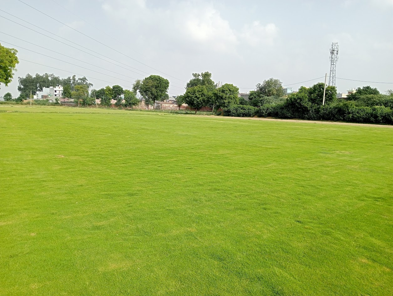 Natural Lawn Grass in Pathankot Cantonment