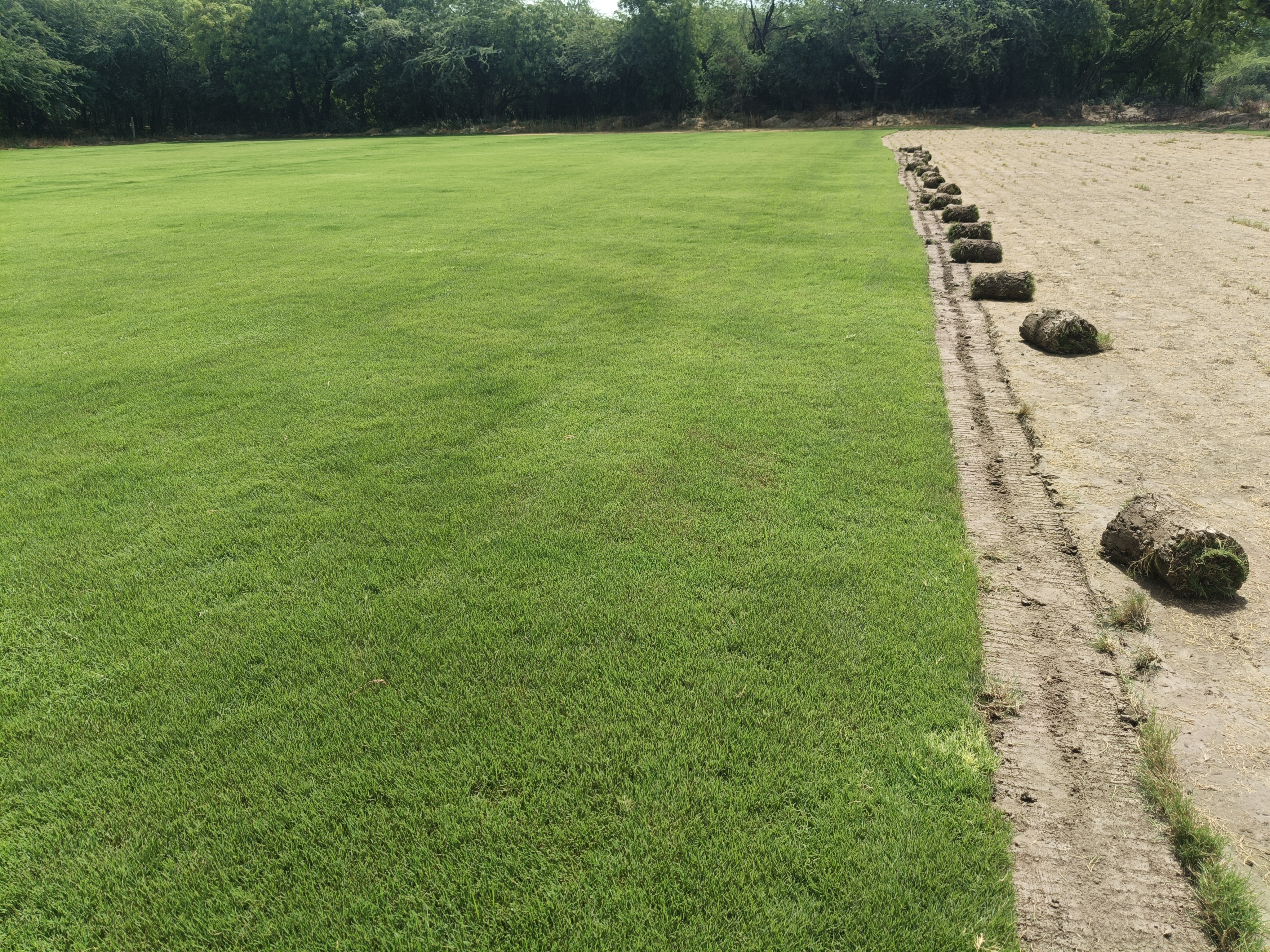 Natural Lawn Grass in Beawar, Rajasthan